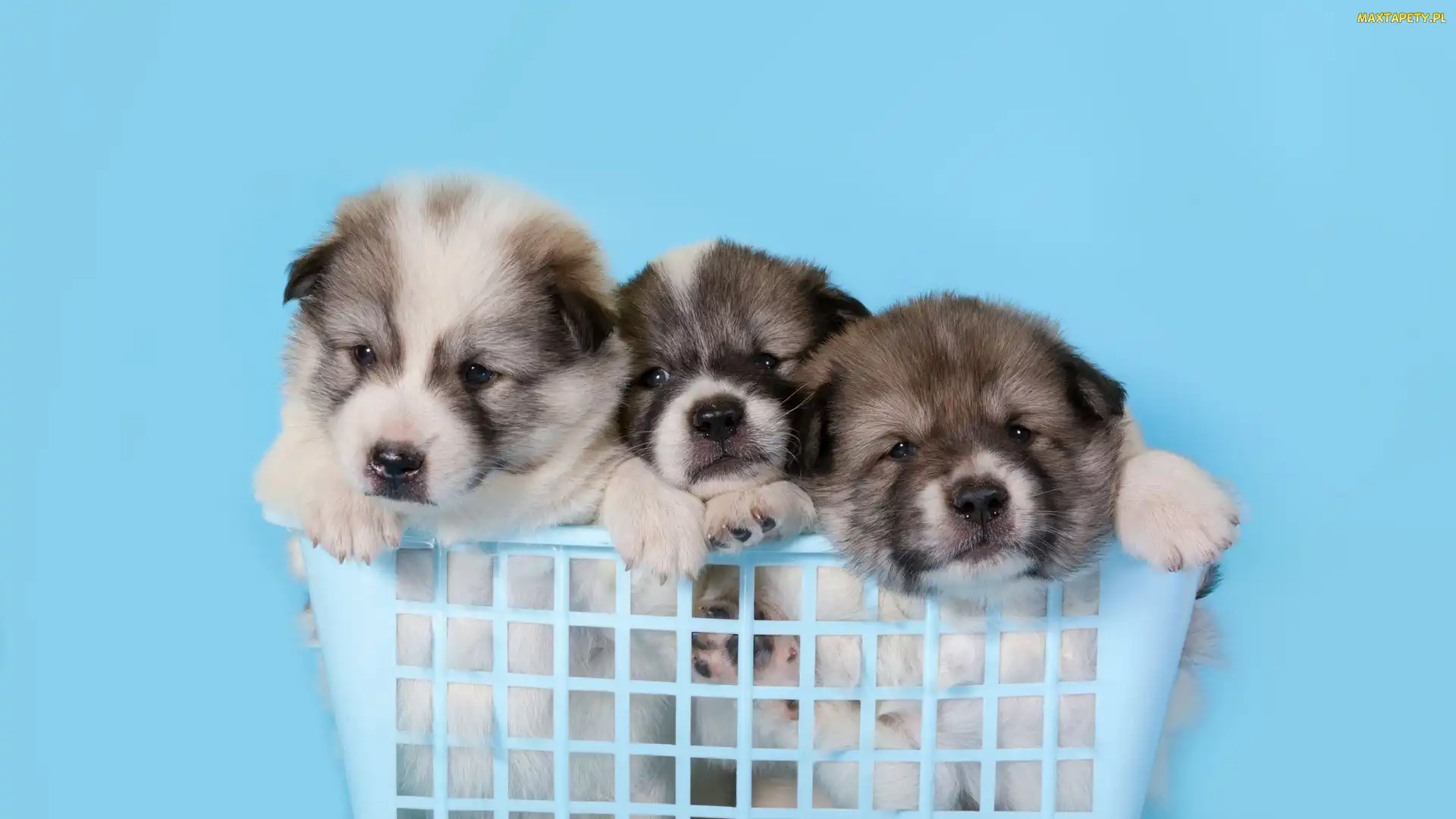 Psy, Koszyk, Akita, Szczeniaki, Trzy
