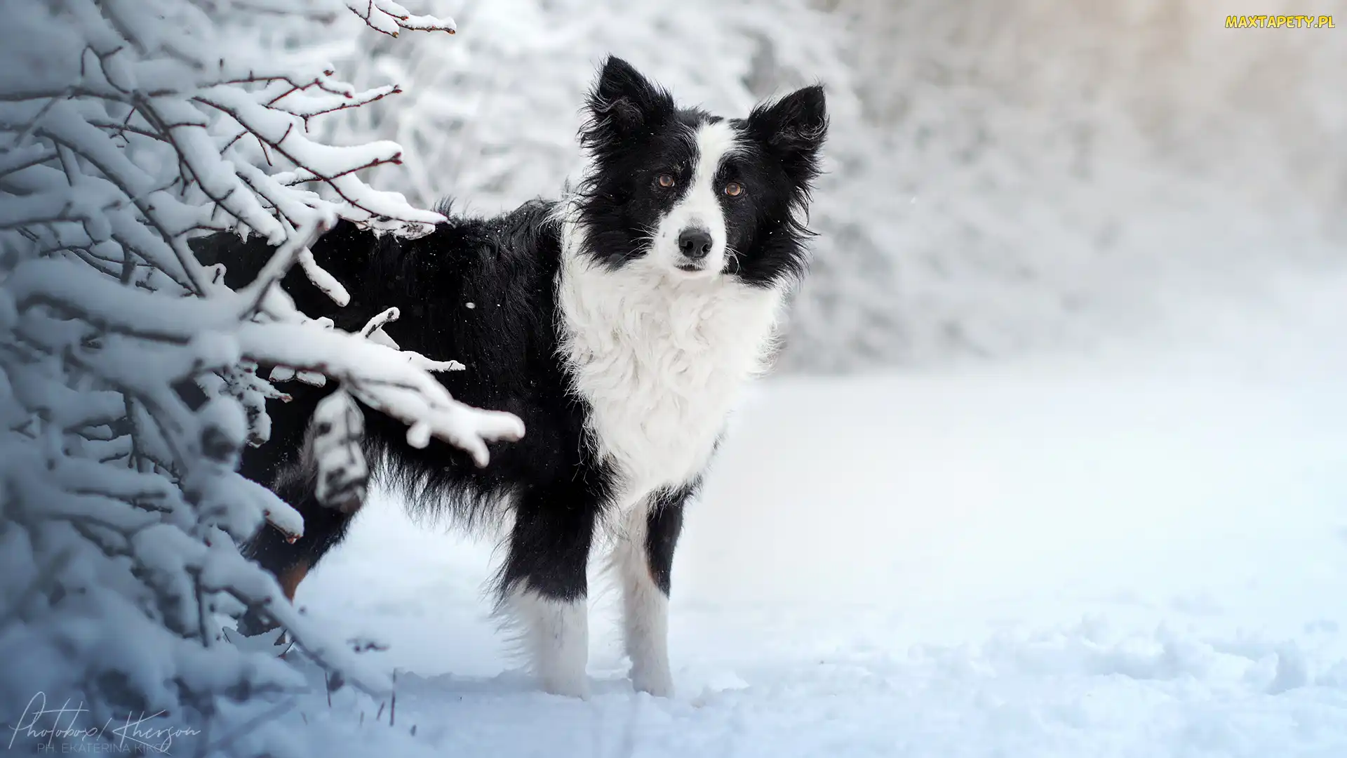 Ośnieżone, Śnieg, Border collie, Gałązki, Zima, Biało-czarny, Pies