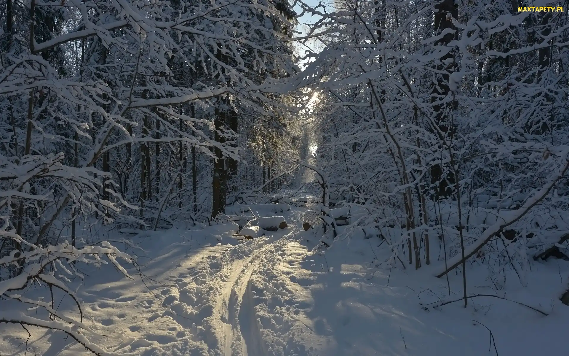 Ścieżka, Wydeptana, Śnieg, Zima, Las, Drzewa