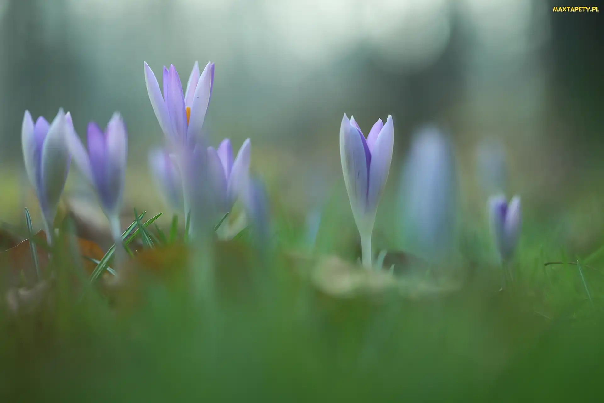 Kwiaty, Krokusy, Zbliżenie, Liliowe
