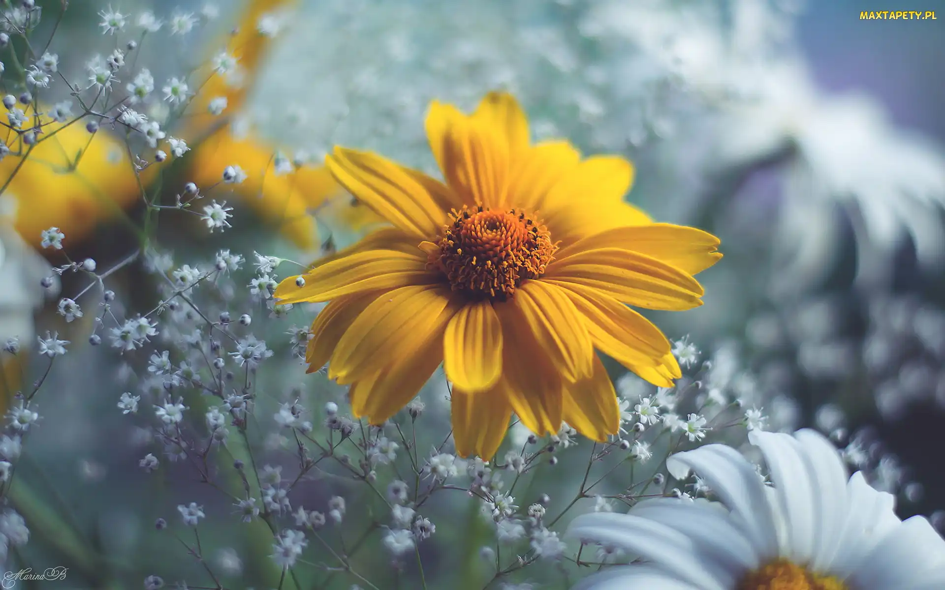 Zbliżenie, Rozmycie, Żółty, Kwiat, Rudbekia, Gipsówka