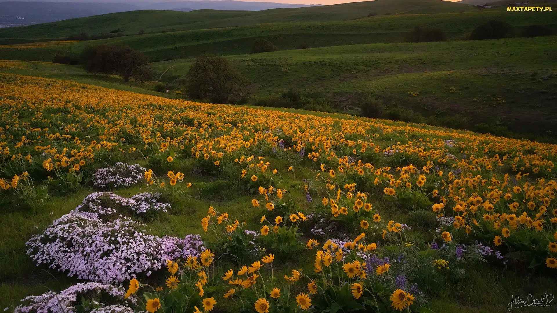 Drzewa, Kwiaty, Trawa, Wzgórza, Stany Zjednoczone, Park stanowy Columbia Hills, Łąka, Stan Waszyngton, Żółte