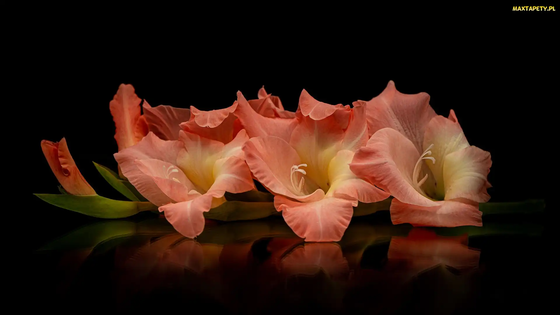 Tło, Czarne, Gladiola, Kwiat, Jasnoczerwony, Mieczyk