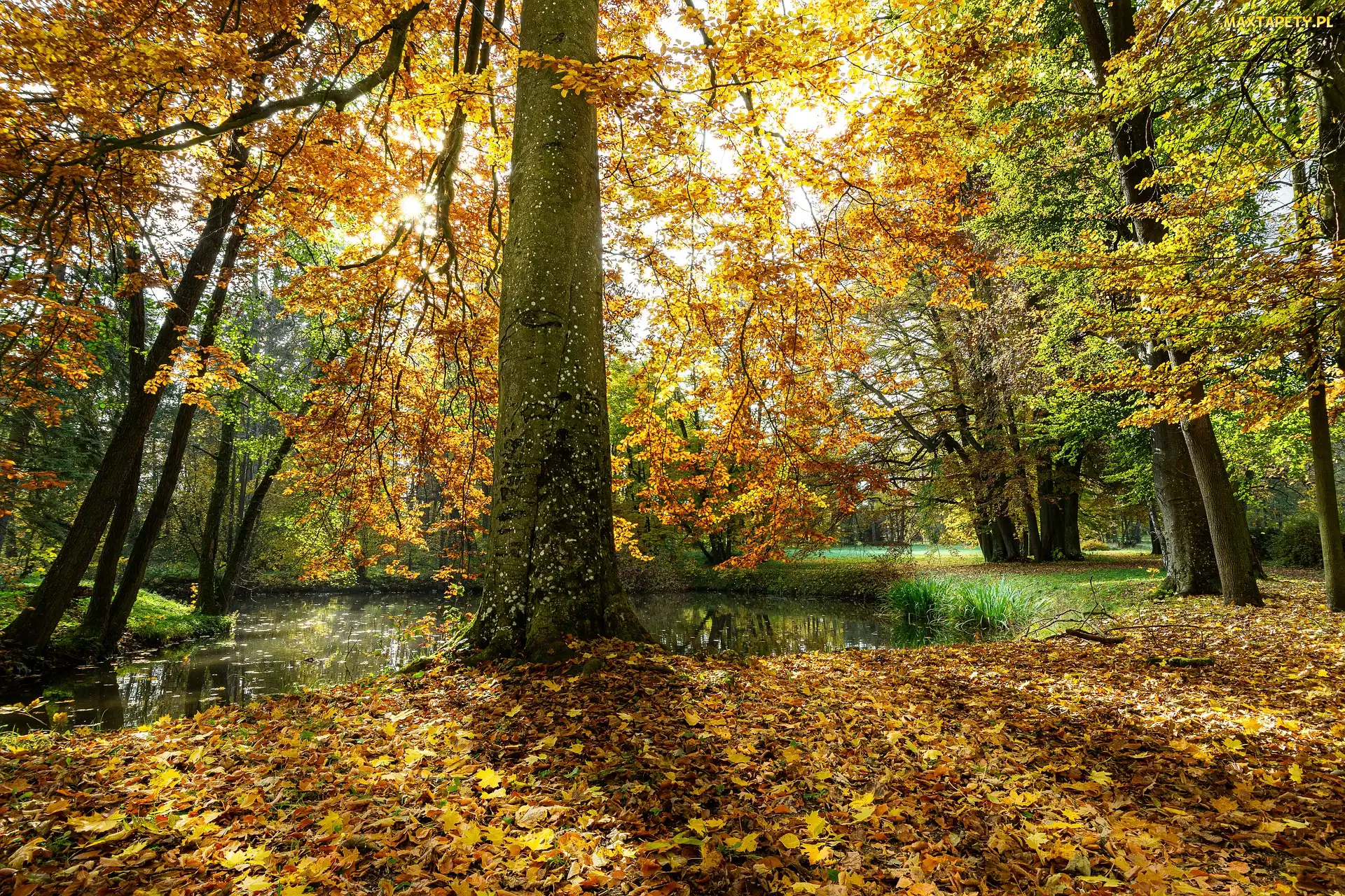 Staw, Drzewa, Park, Jesień, Słoneczne, Światło