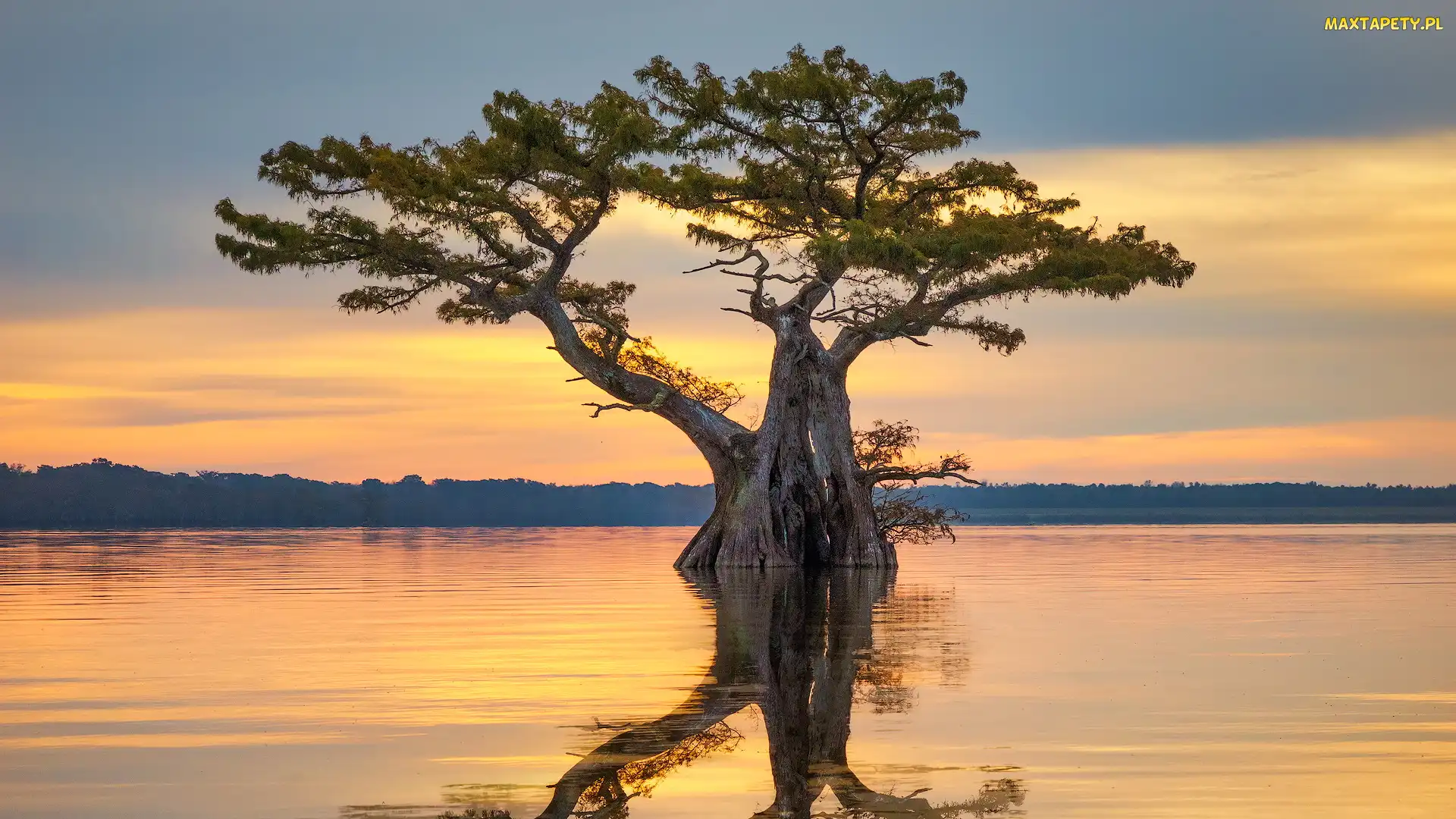 Wschód słońca, Luizjana, Mokradło, Stany Zjednoczone, Atchafalaya Basin, Bagno, Drzewo, Cyprys, Odbicie