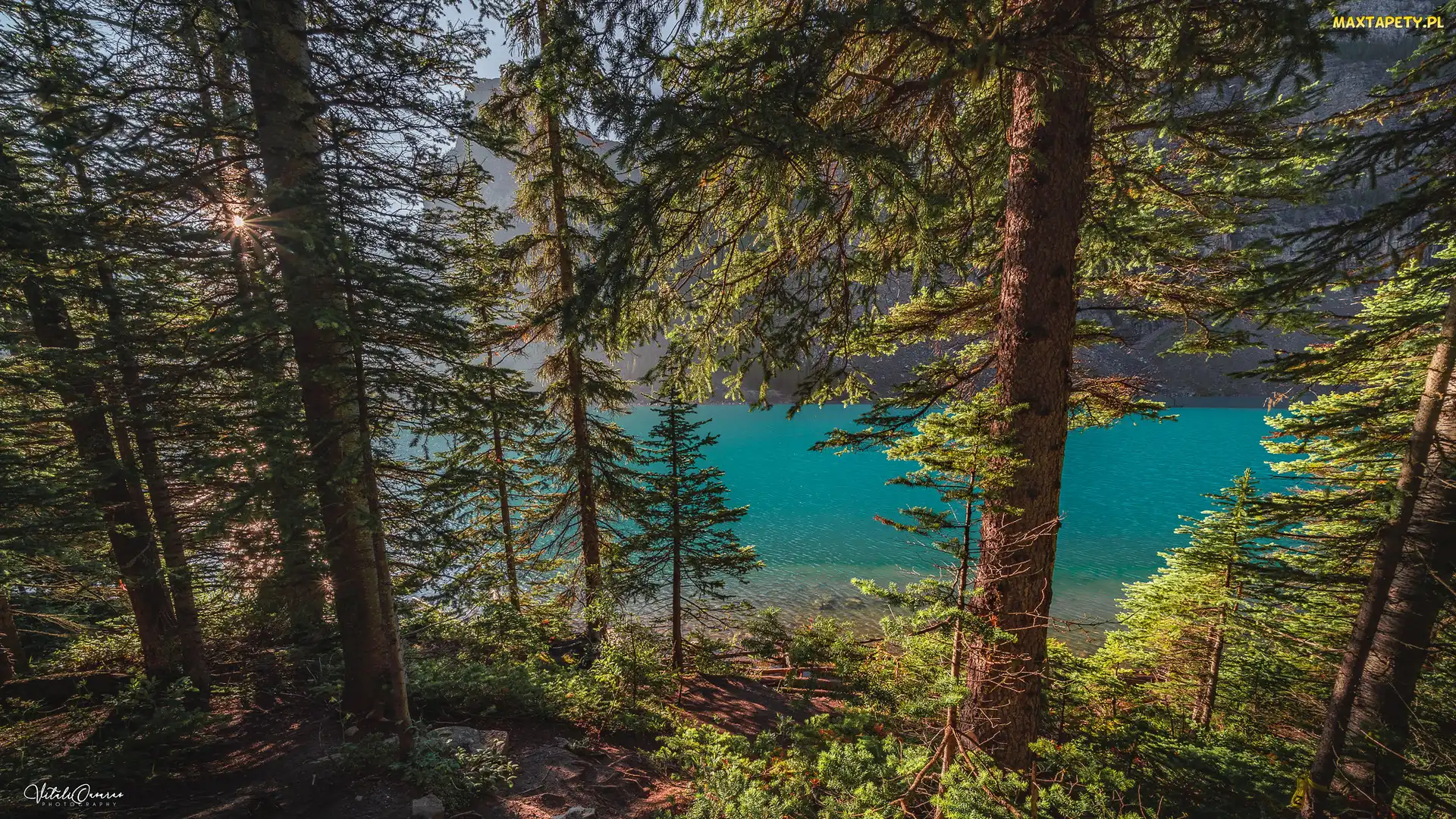 Kanada, Alberta, Drzewa, Jezioro Moraine, Las, Park Narodowy Banff
