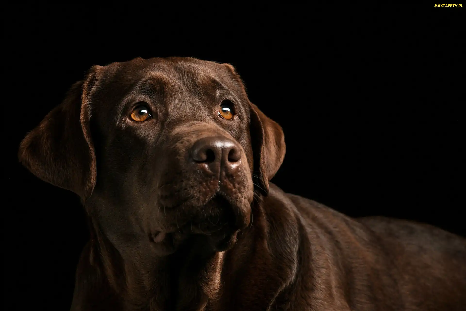 Brązowy, Labrador retriever, Pies