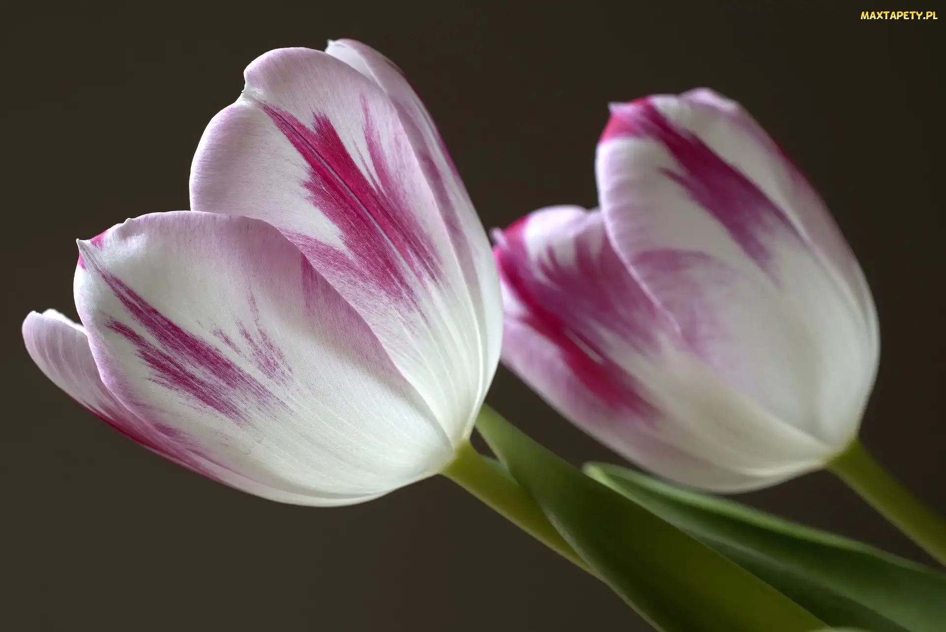 Kwiaty, Tulipany, Biało-fioletowe, Dwa