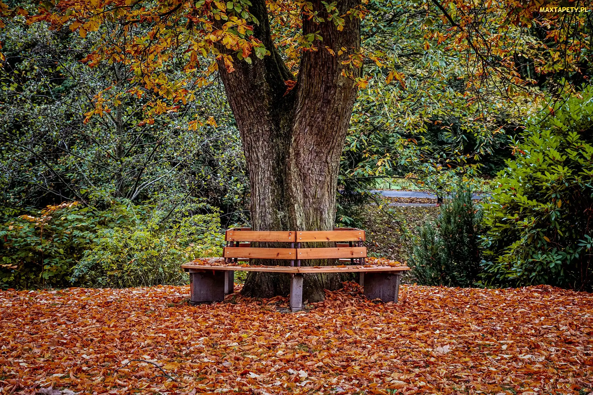 Park, Ławki, Jesień, Drzewo