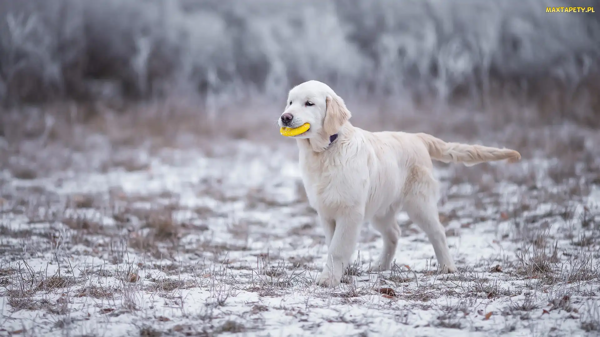 Zabawka, Śnieg, Golden Retriever, Szczeniak, Pies