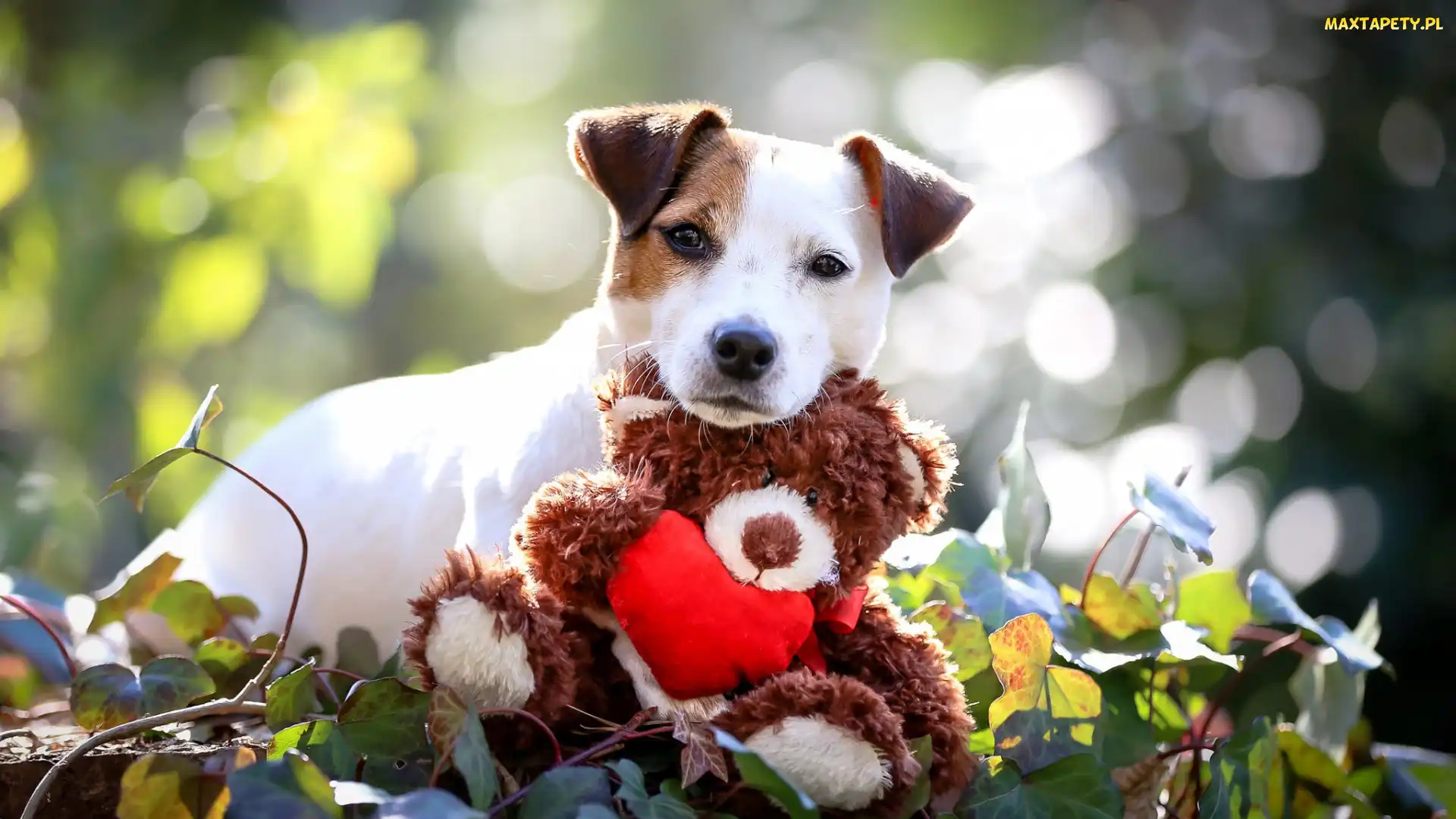 Jack Russell terrier, Miś, Pluszowy, Zabawka, Pies