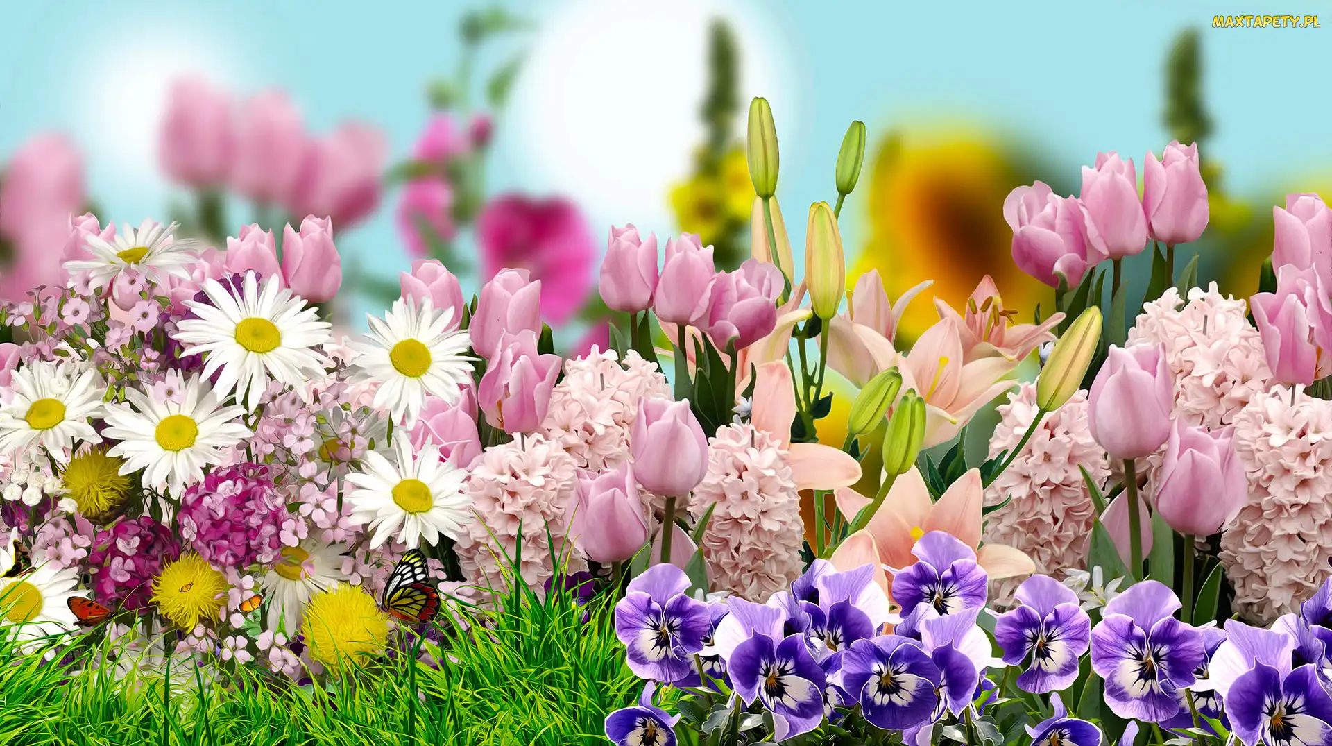 Tulipany, Lilia, Margerytki, 2D, Bratki, Kwiaty, Hiacynty