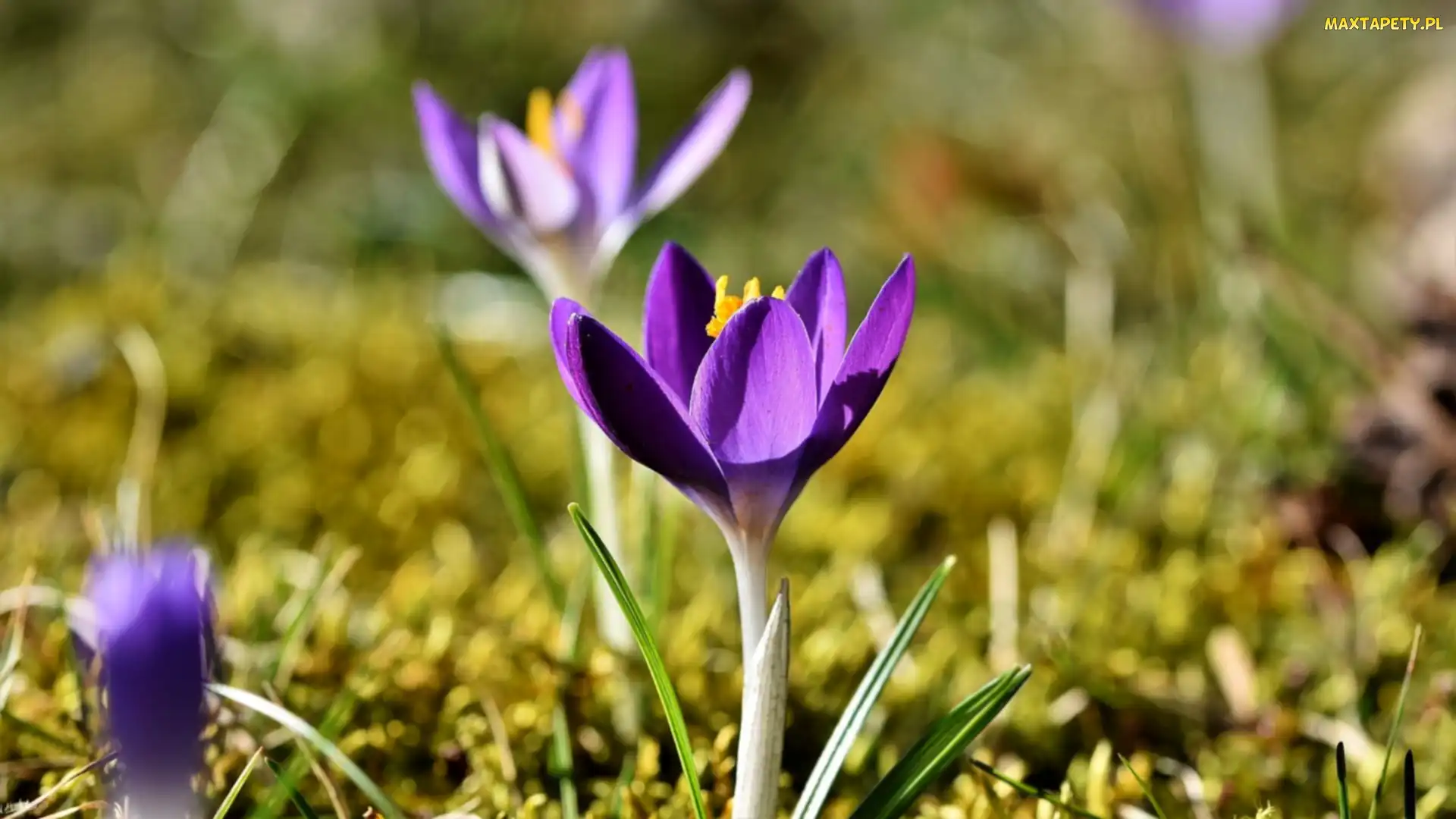 Rozmyte tło, Trawa, Fioletowy, Krokus