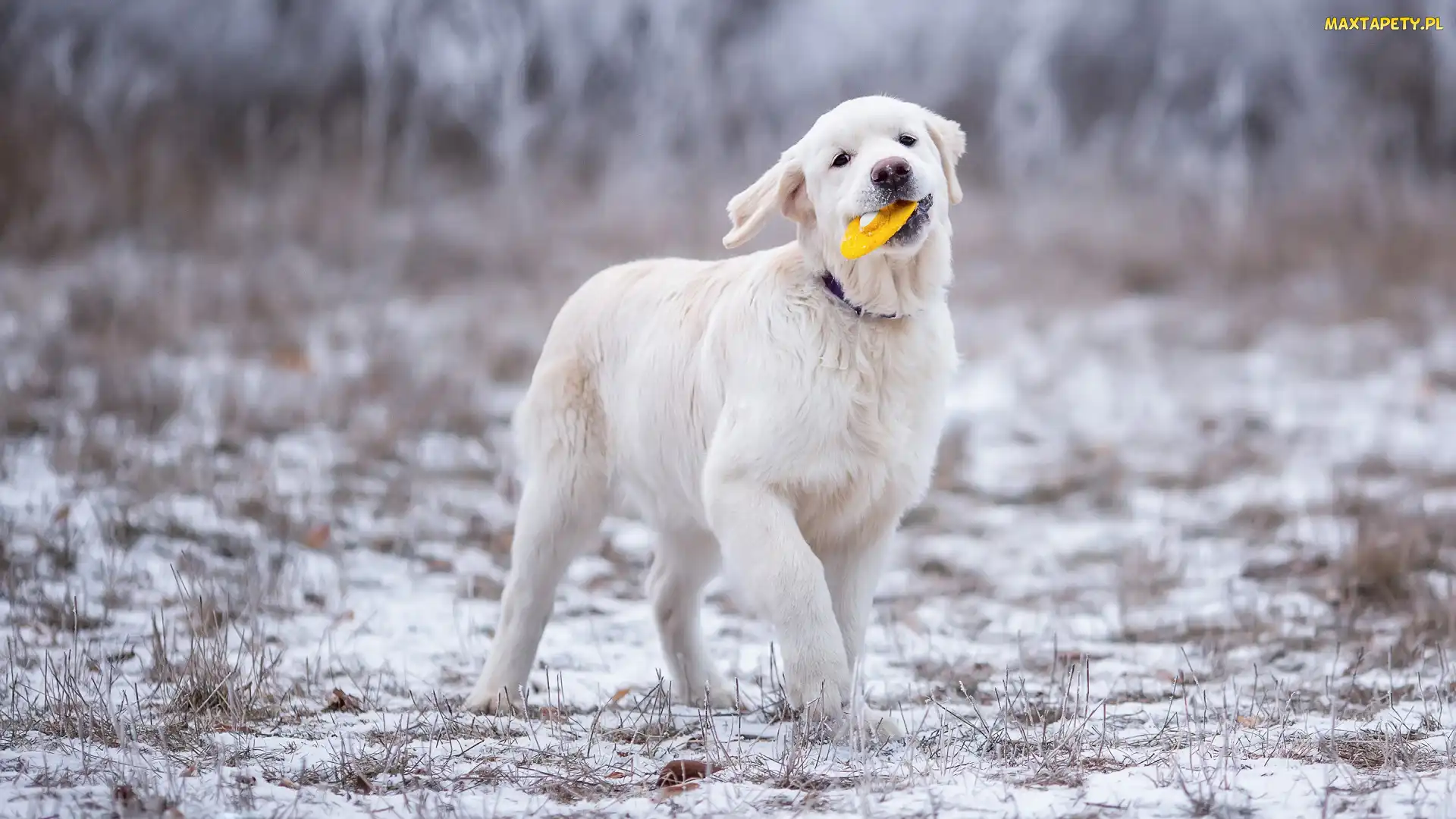 Szczeniak, Śnieg, Zabawka, Golden retriever