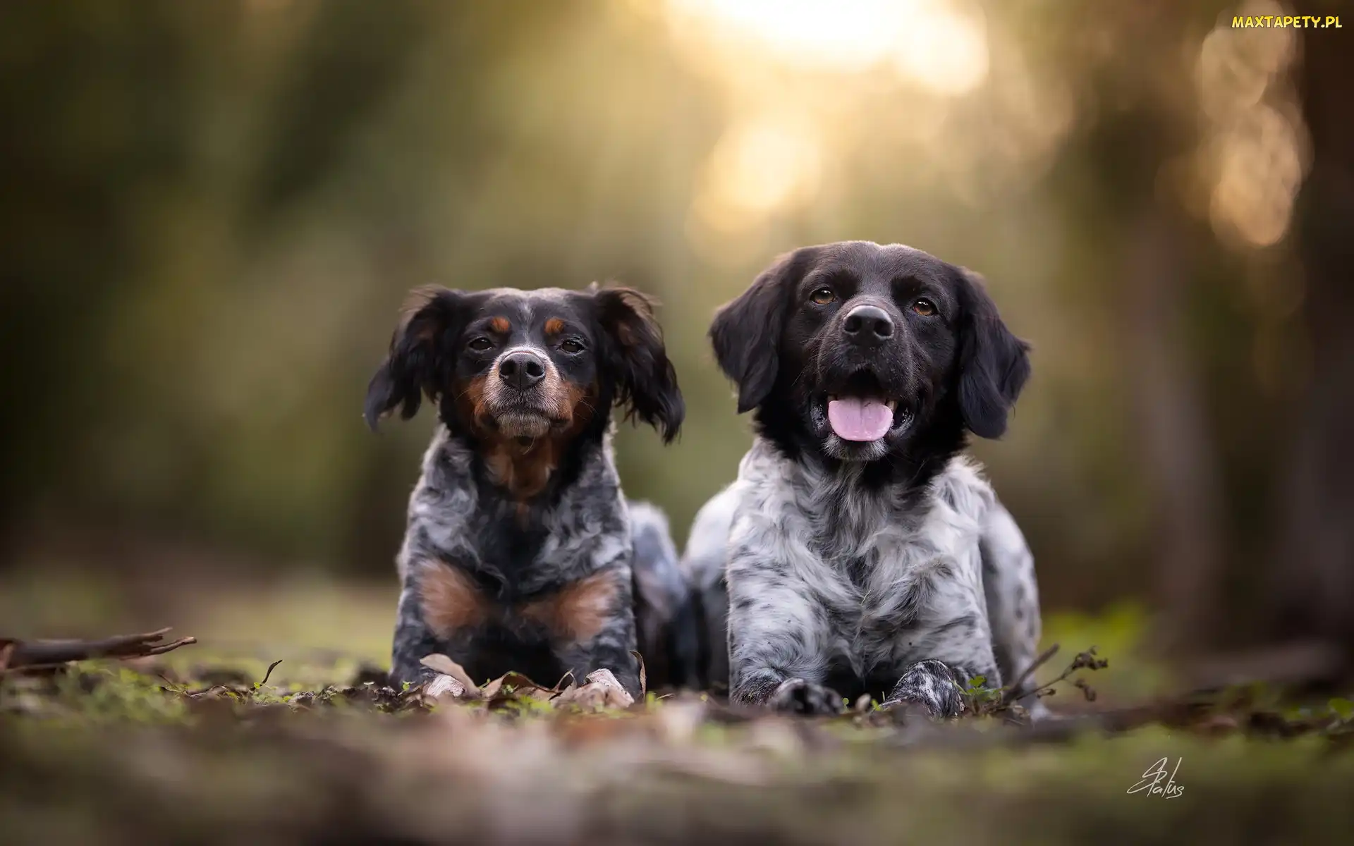 Dwa, Epagneul breton, Spaniel bretoński, Psy