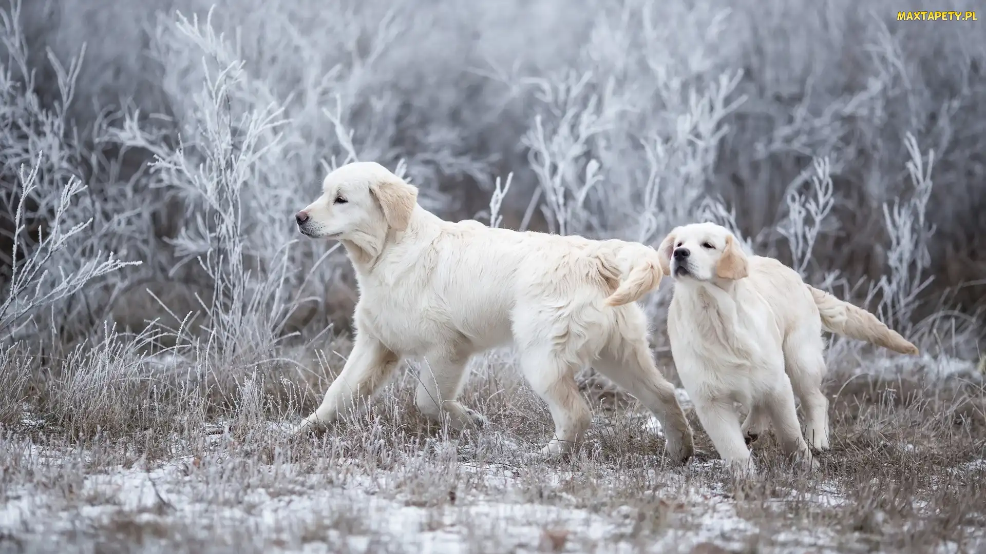 Dwa, Golden retrievery, Psy