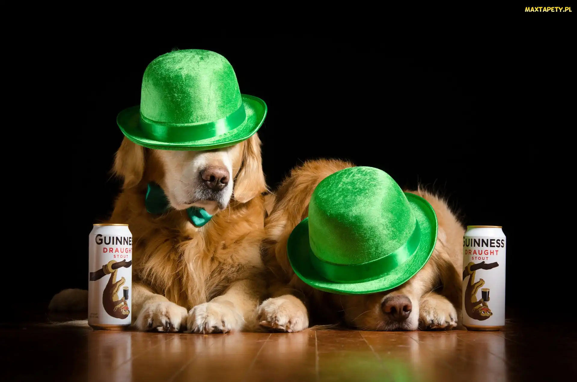 Piwo, Puszki, Golden retriever, Czarne tło, Kapelusze, Psy, Zielone
