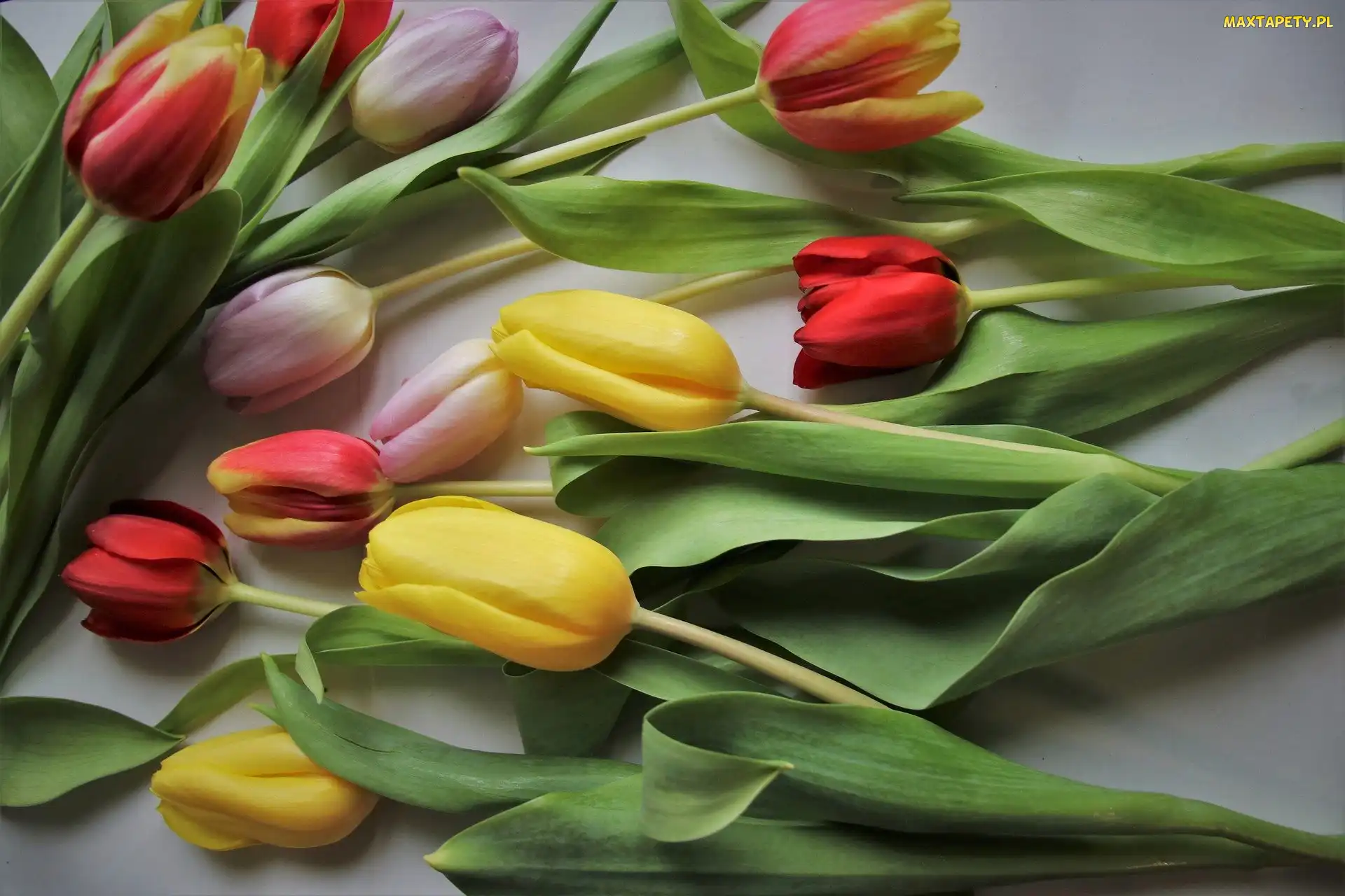 Rozłożone, Tulipany, Kolorowe, Kwiaty