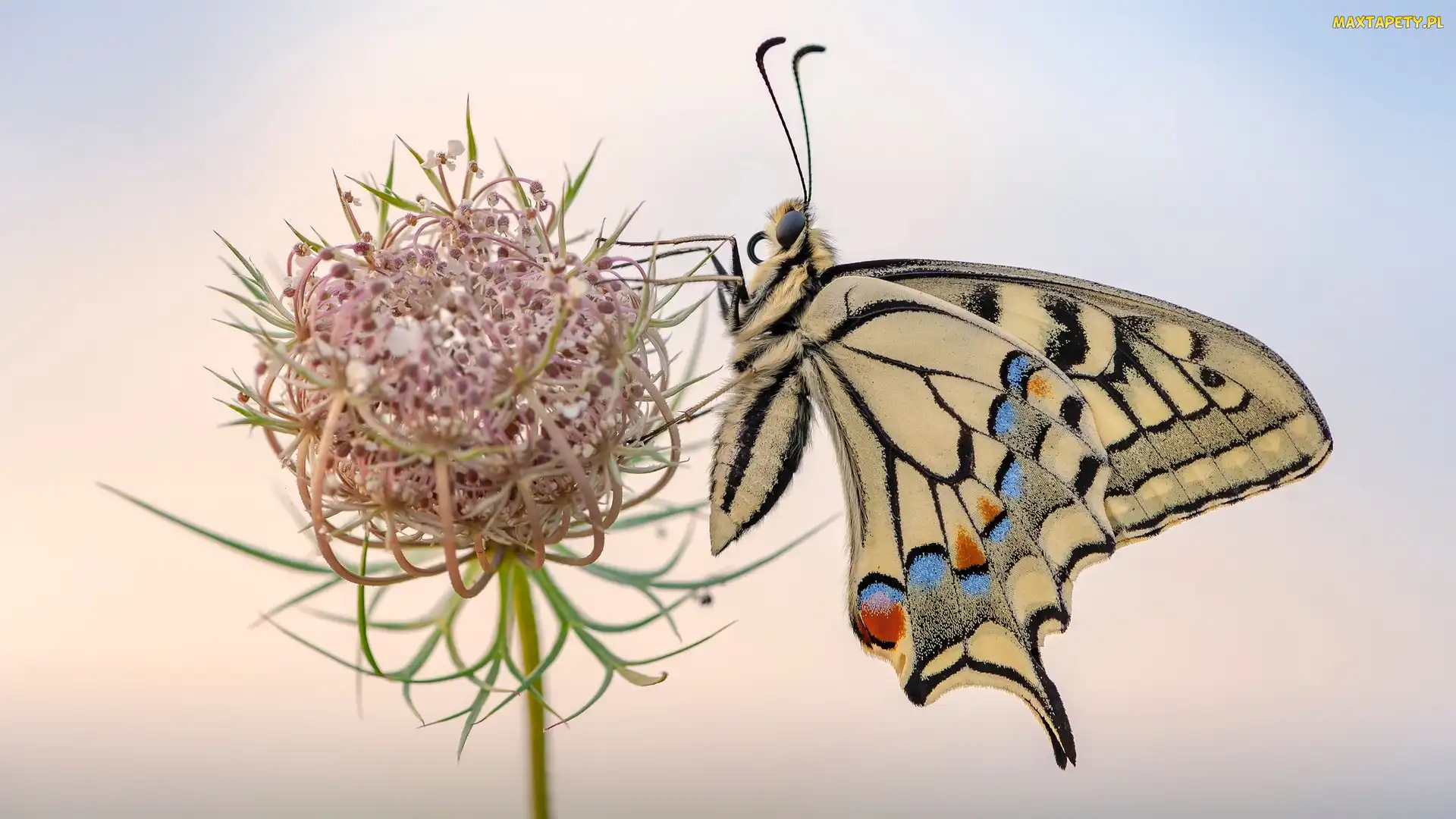 Motyl, Makro, Roślina, Dzika marchew, Paź królowej