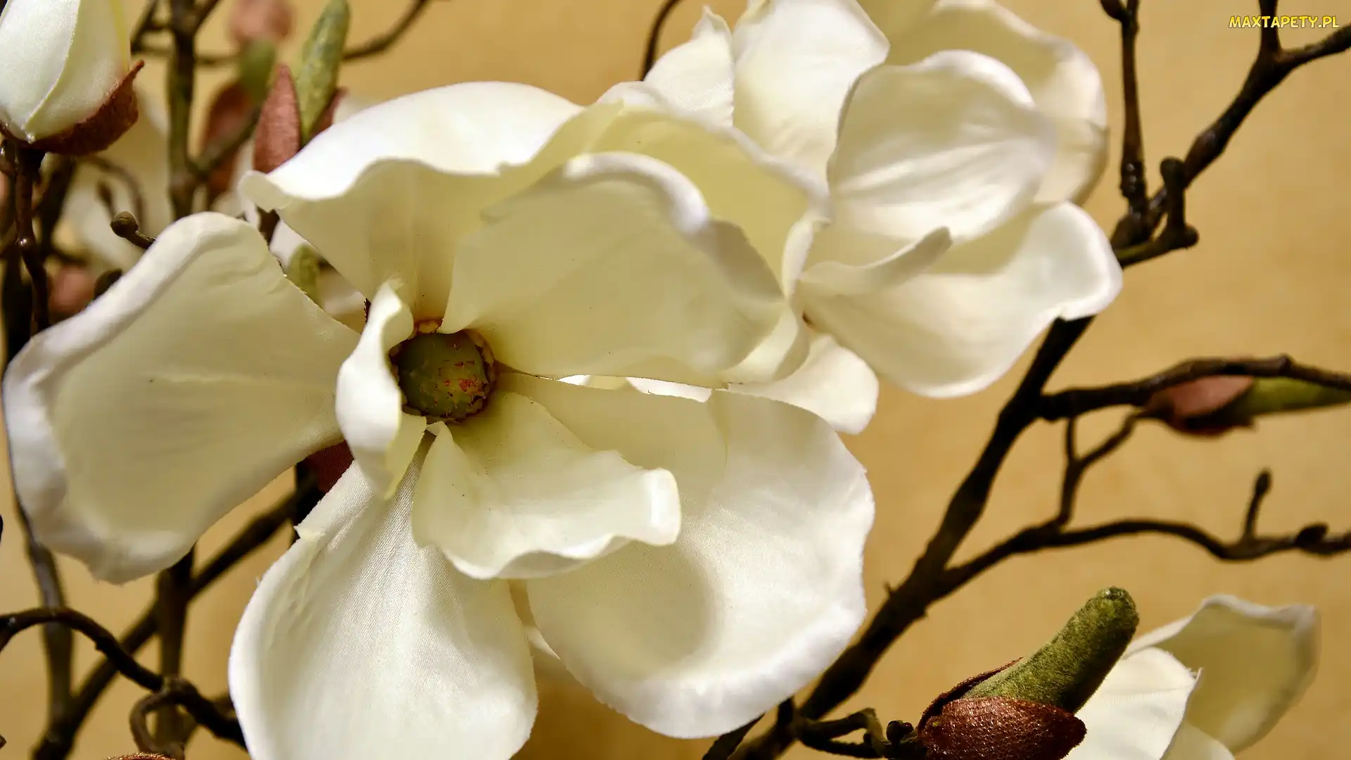 Białe, Magnolia, Gałązka, Płatki, Kwiat