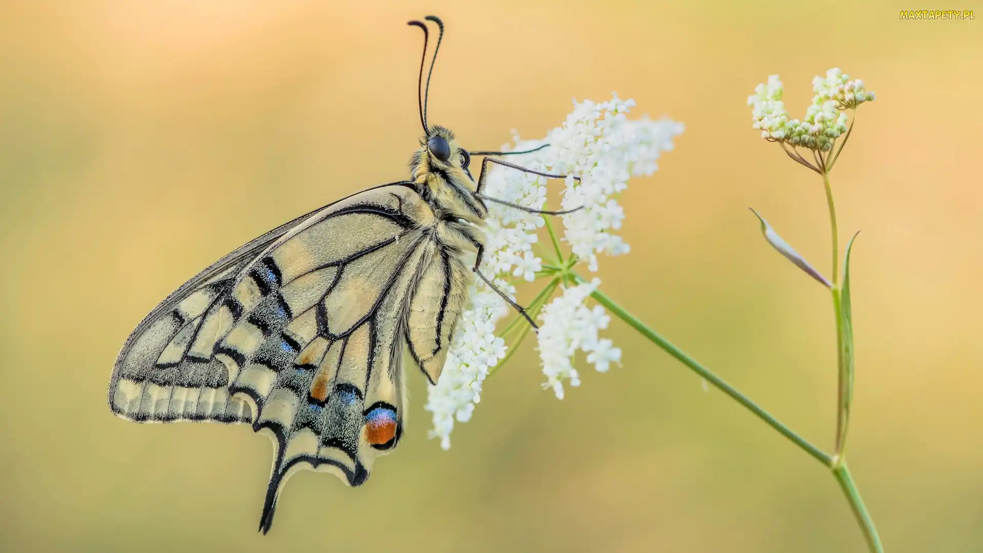Motyl, Dzika marchew, Paź królowej