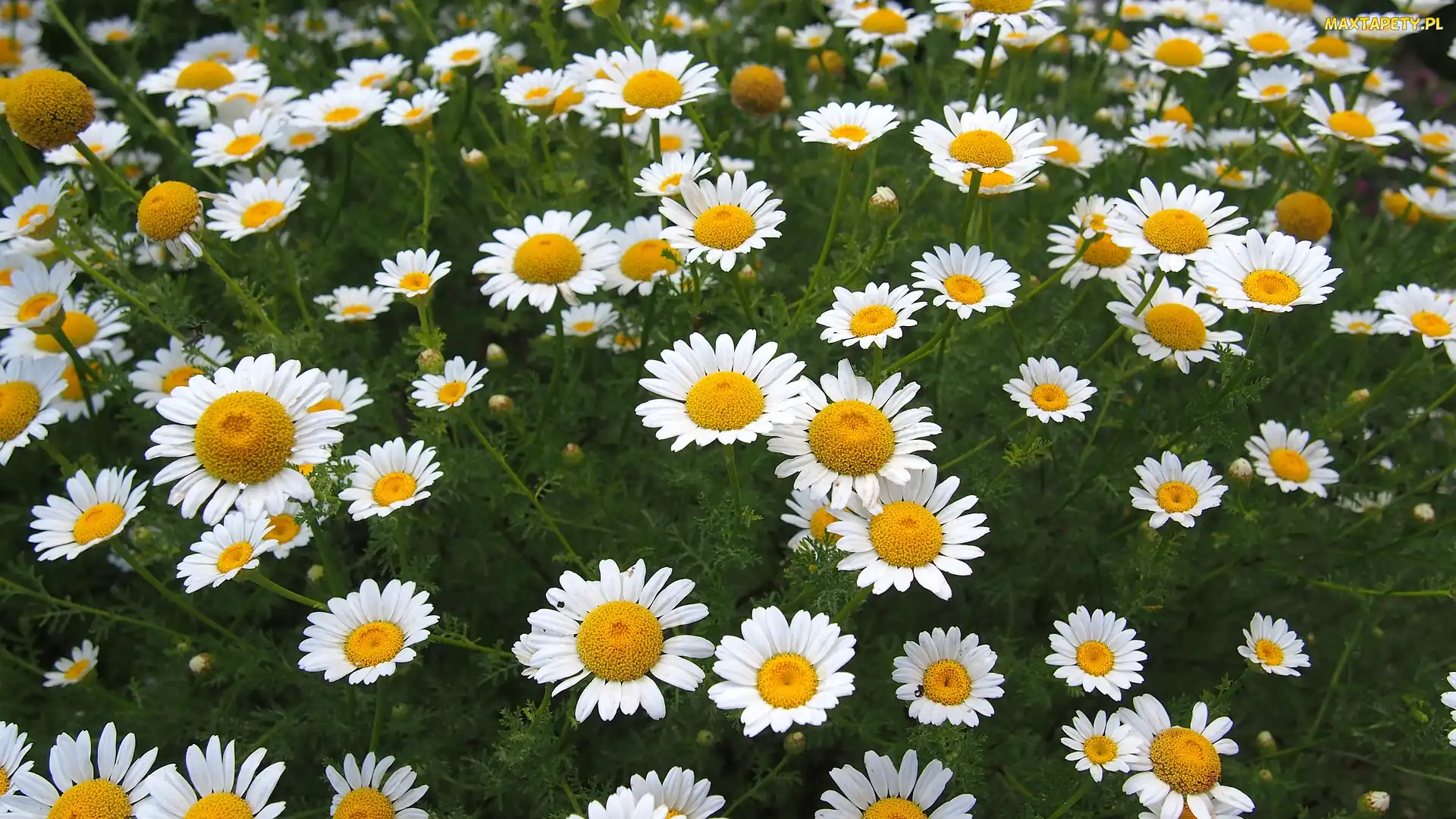 Rumianki, Łąka, Kwiaty