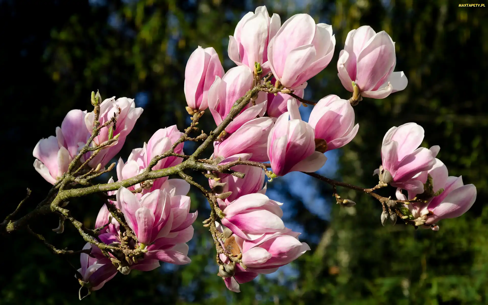 Kwitnąca, Magnolia, Gałąź