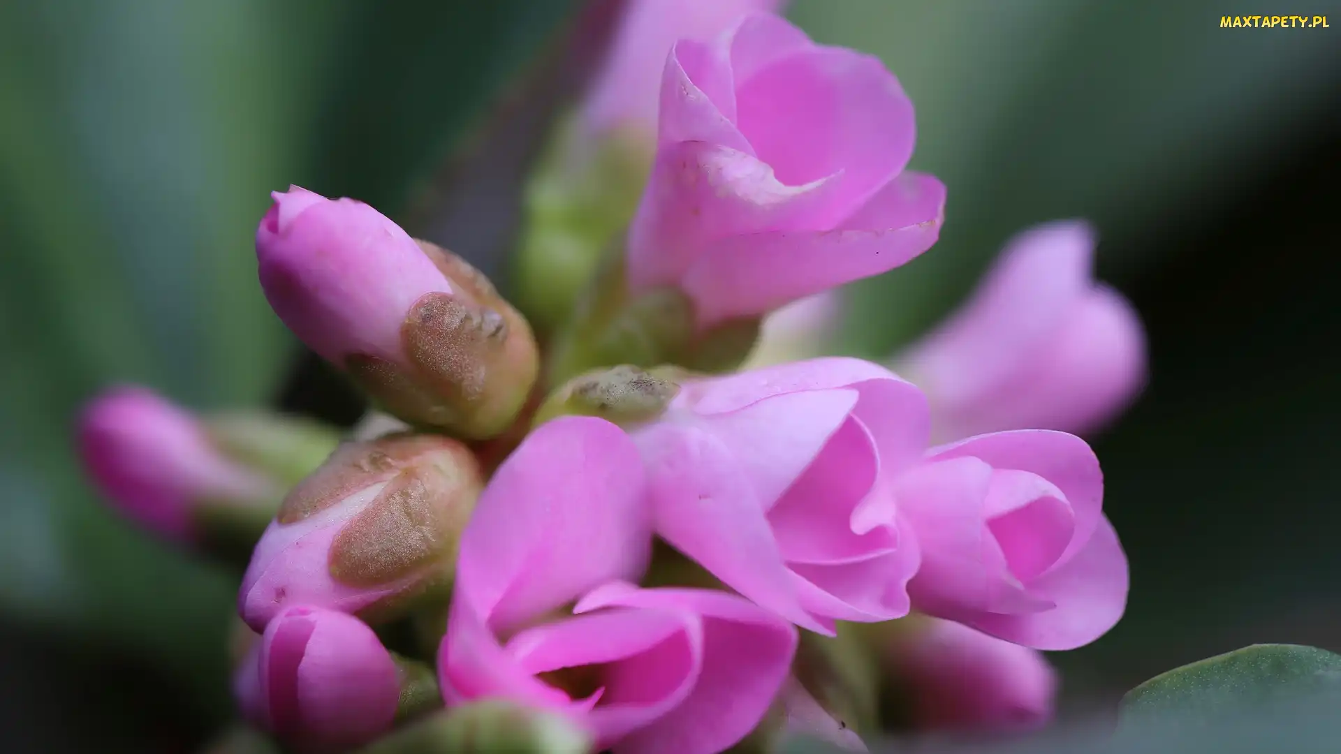 Bergenia, Pąki, Różowe, Kwiaty