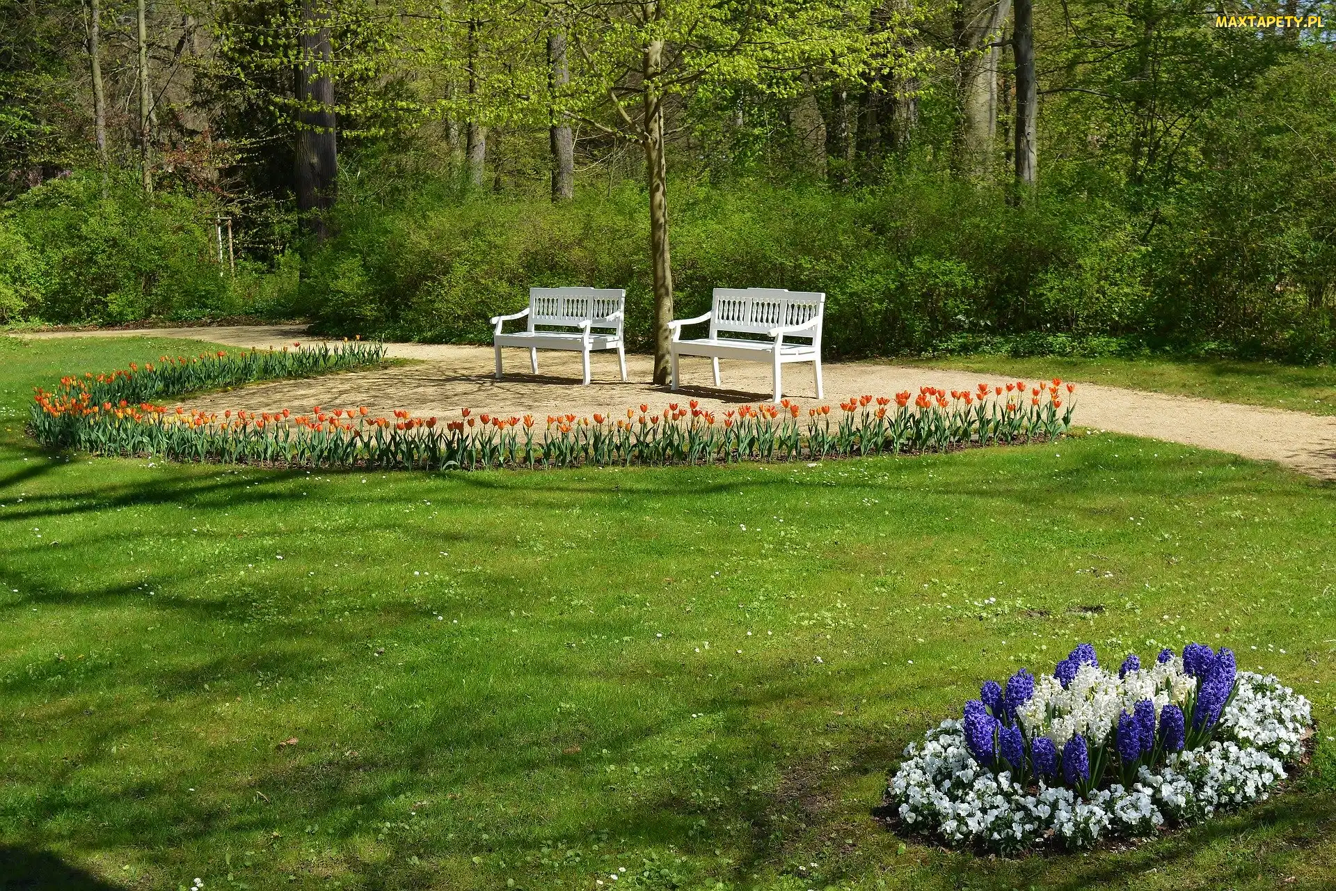 Park, Kwiaty, Wiosna, Ławki, Hiacynty, Alejka, Drzewa Wiosna, Tulipany