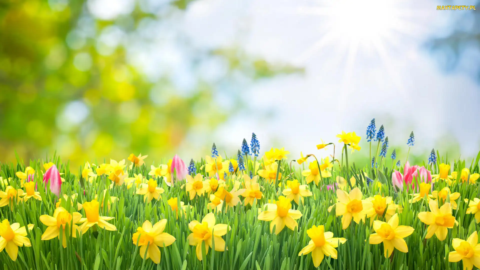 Tulipany, Szafirki, Promienie słońca, 2D, Narcyzy żonkile, Łąka, Kwiaty