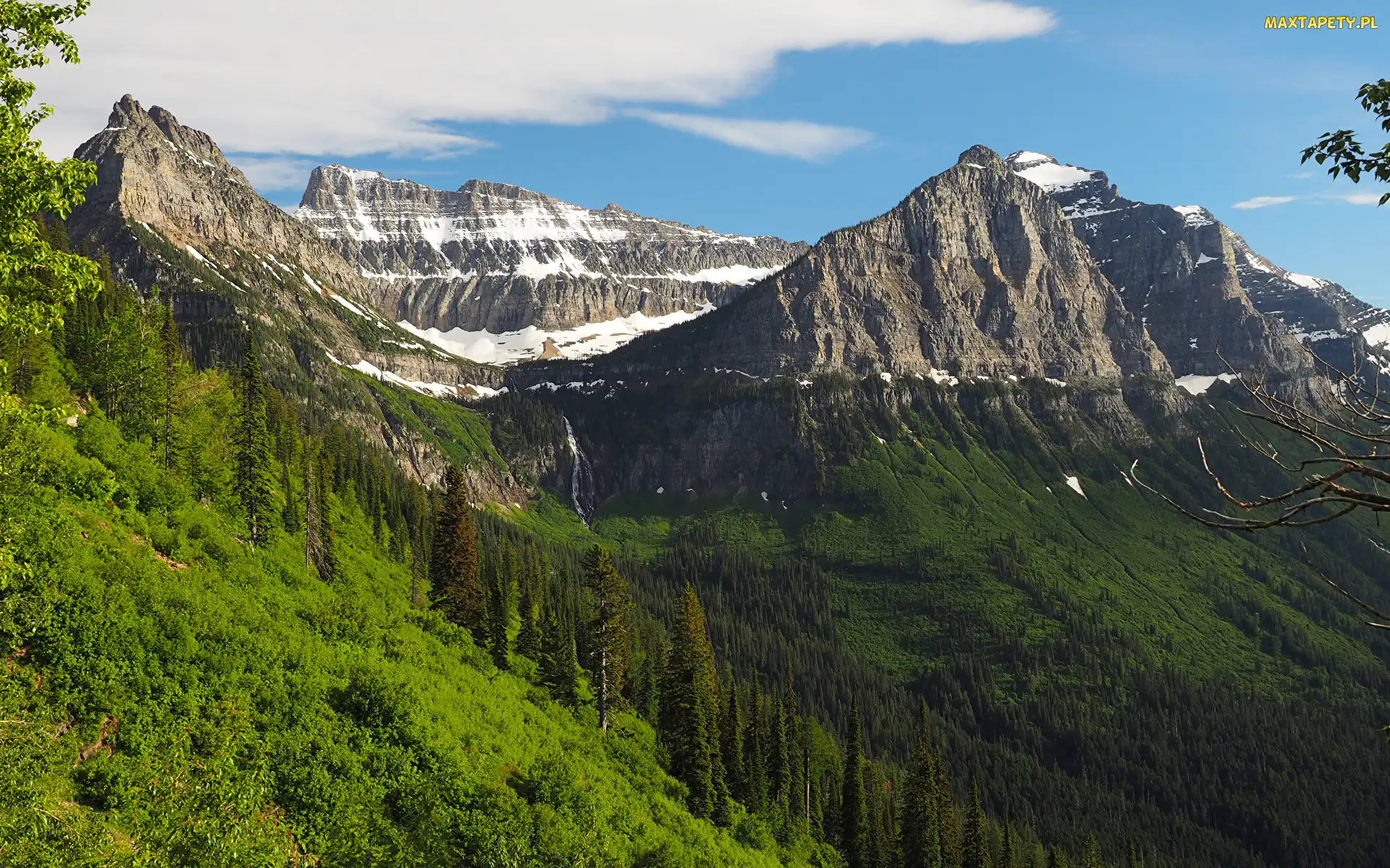 Góry Skaliste, Stany Zjednoczone, Park Narodowy Glacier, Montana, Lasy
