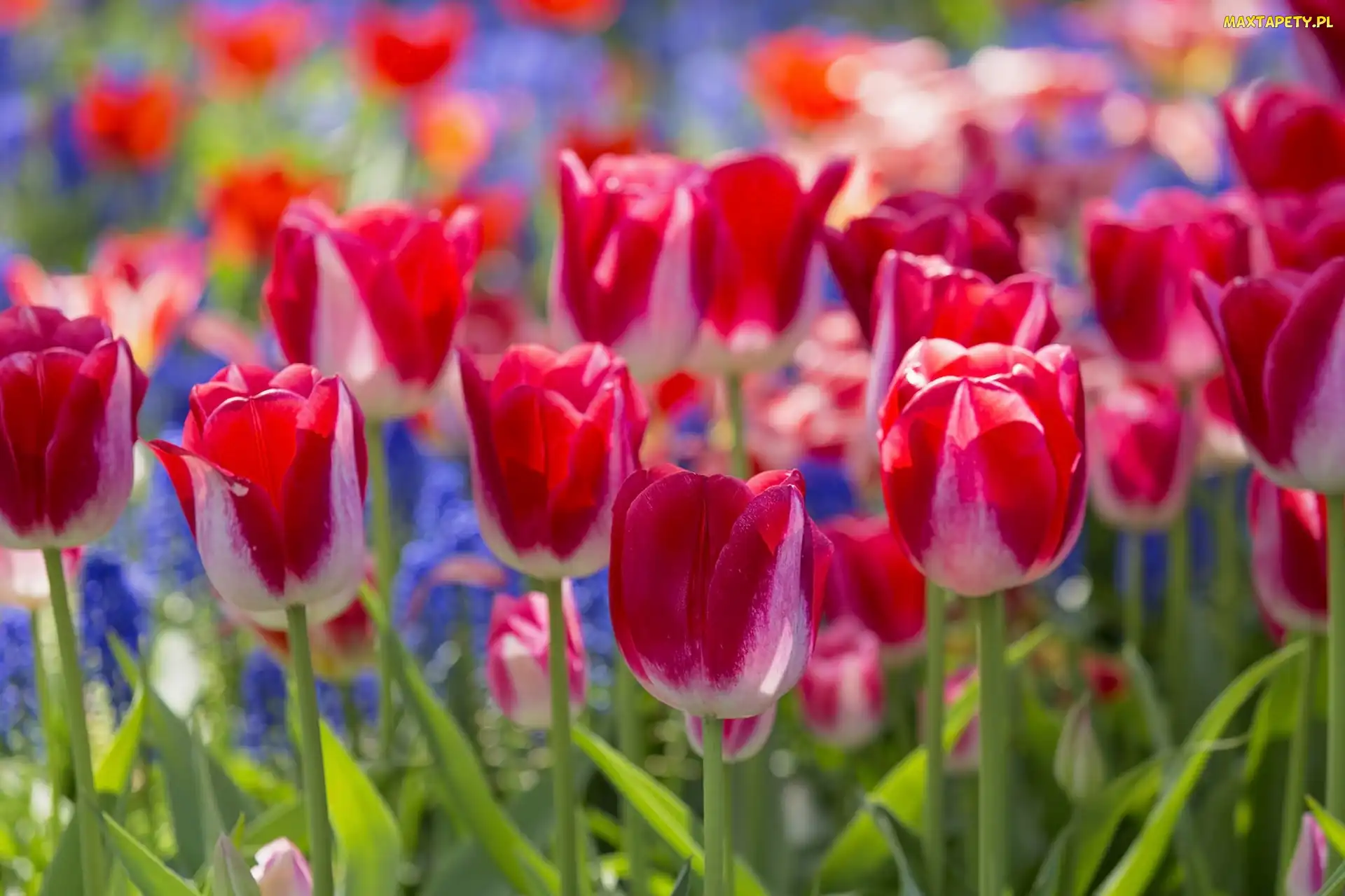 Kwiaty, Zbliżenie, Tulipany