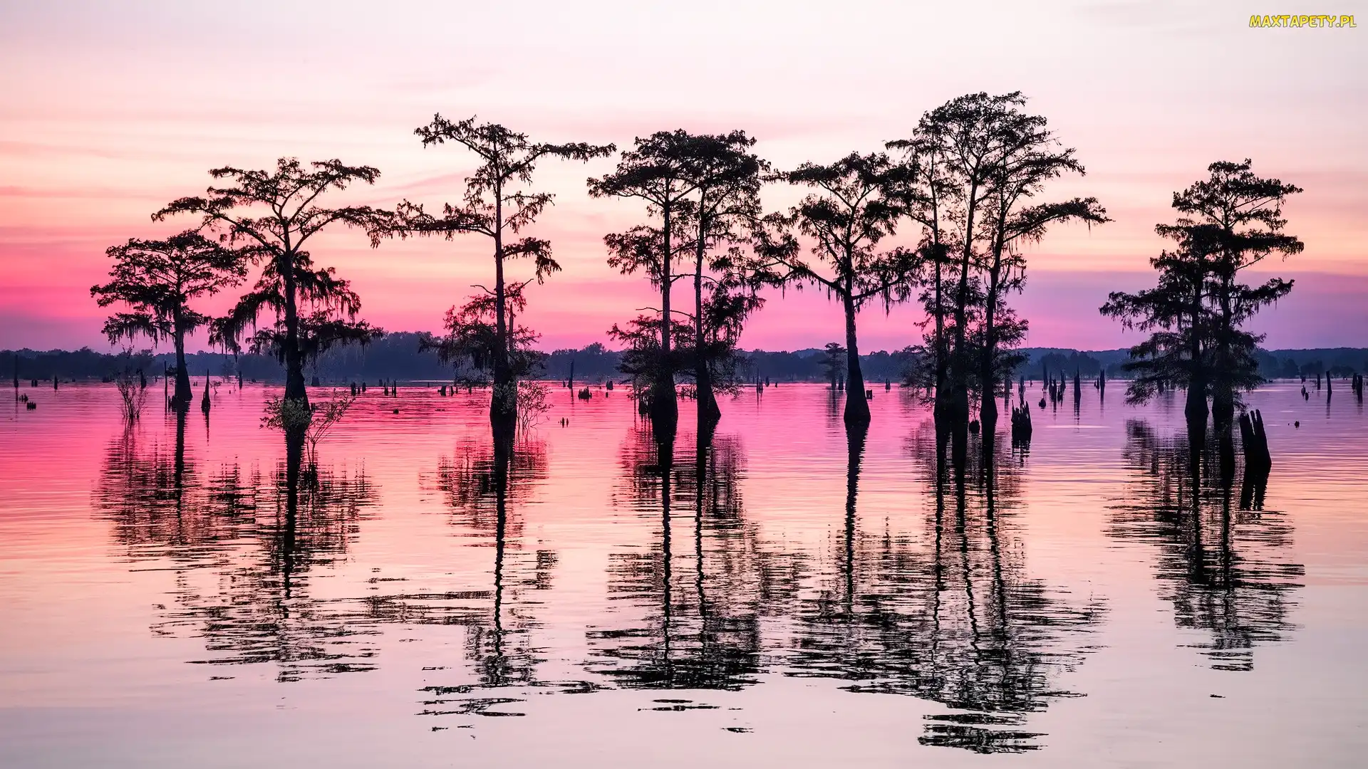 Cyprys, Mokradło, Drzewo, Bagno, Luizjana, Odbicie, Stany Zjednoczone, Atchafalaya Basin