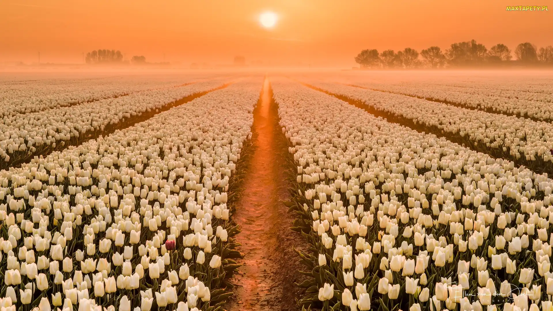 Wschód słońca, Tulipany, Plantacja, Pole
