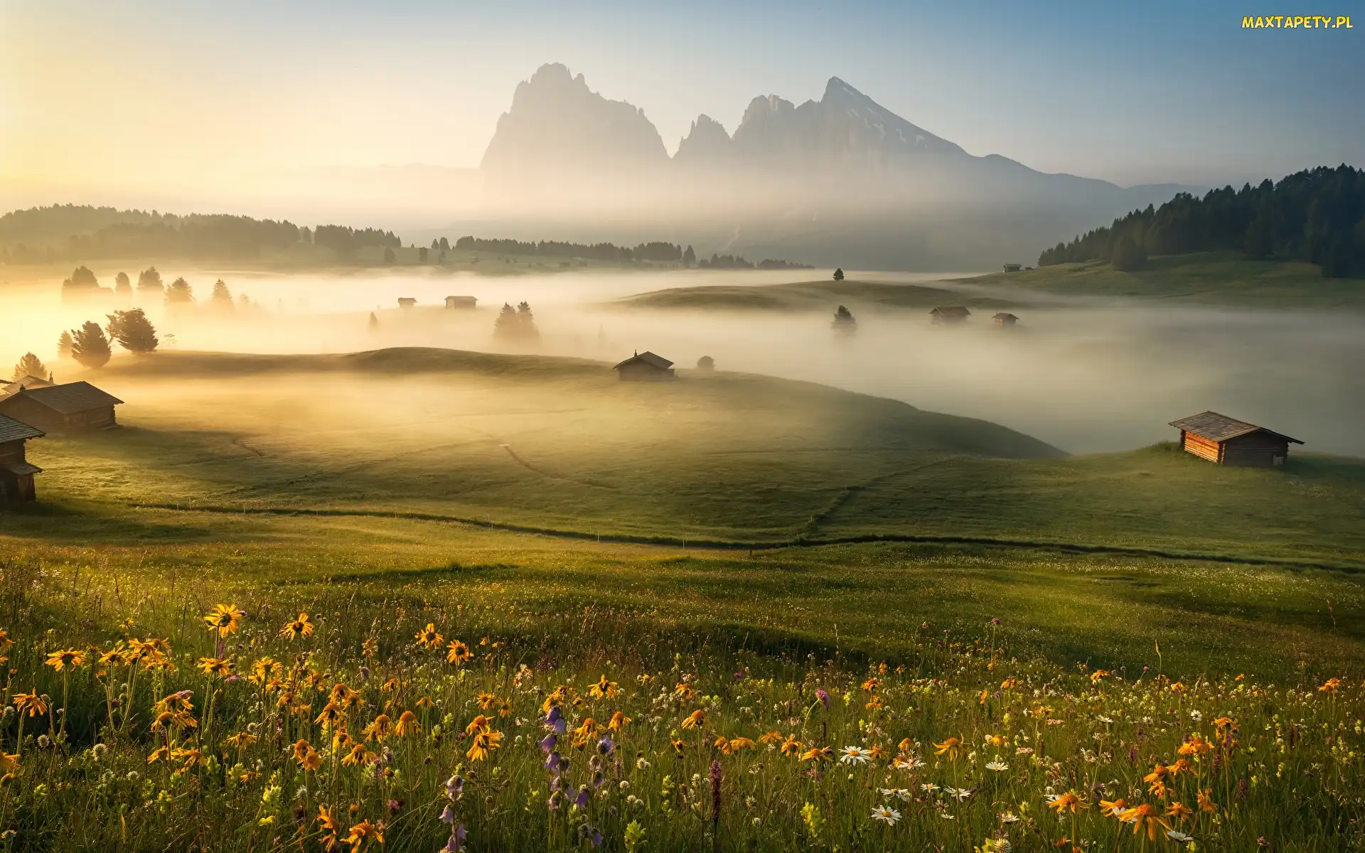 Kwiaty, Płaskowyż Seiser Alm, Łąka, Mgła, Dolomity, Poranna, Włochy, Góry