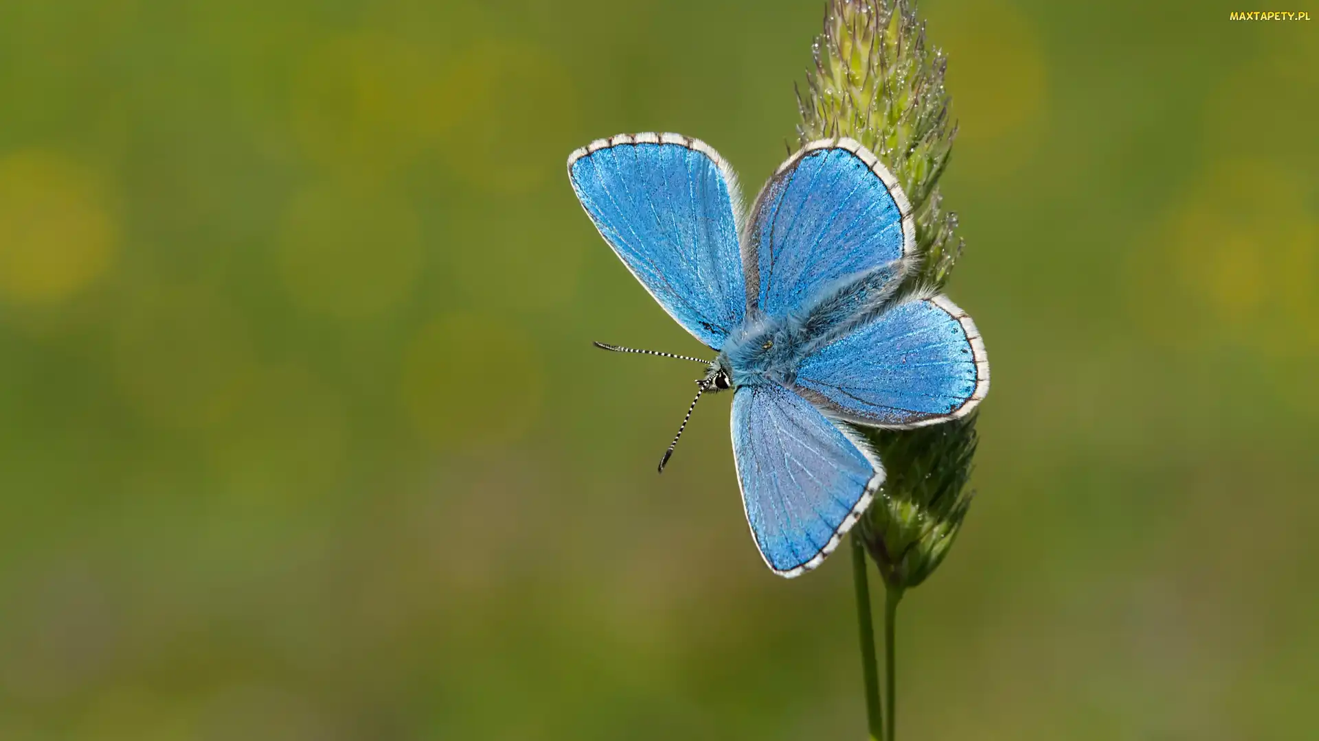 Modraszek ikar, Zielone tło, Trawa, Źdźbło, Motyl