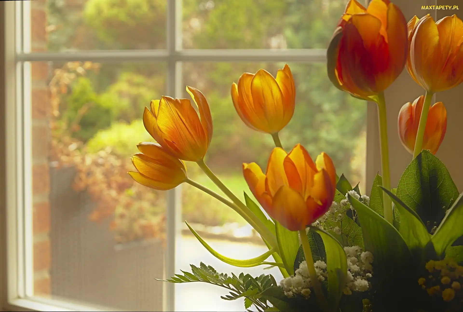 Tulipany, Okno, Kwiaty
