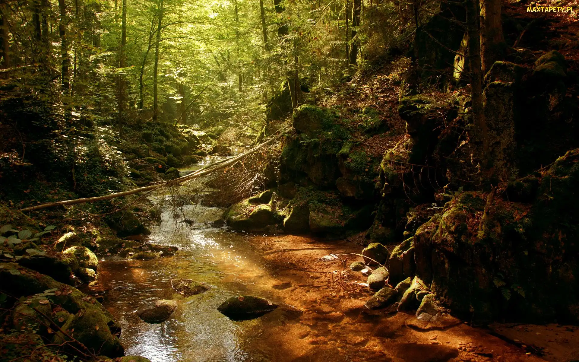 Strumień, Las, Drzewa, Kamienie, Rzeka