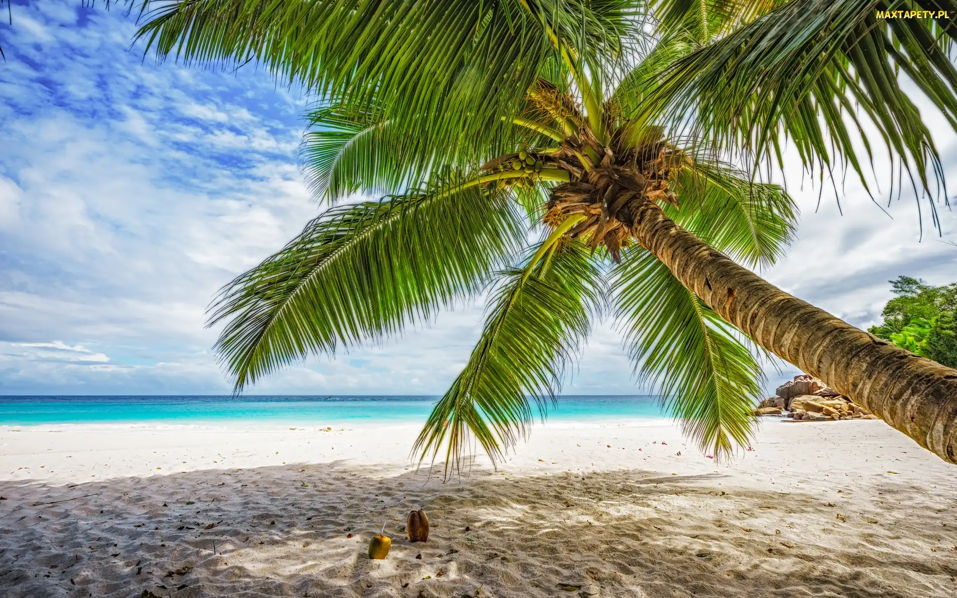 Plaża, Chmury, Palma, Pochylona, Morze
