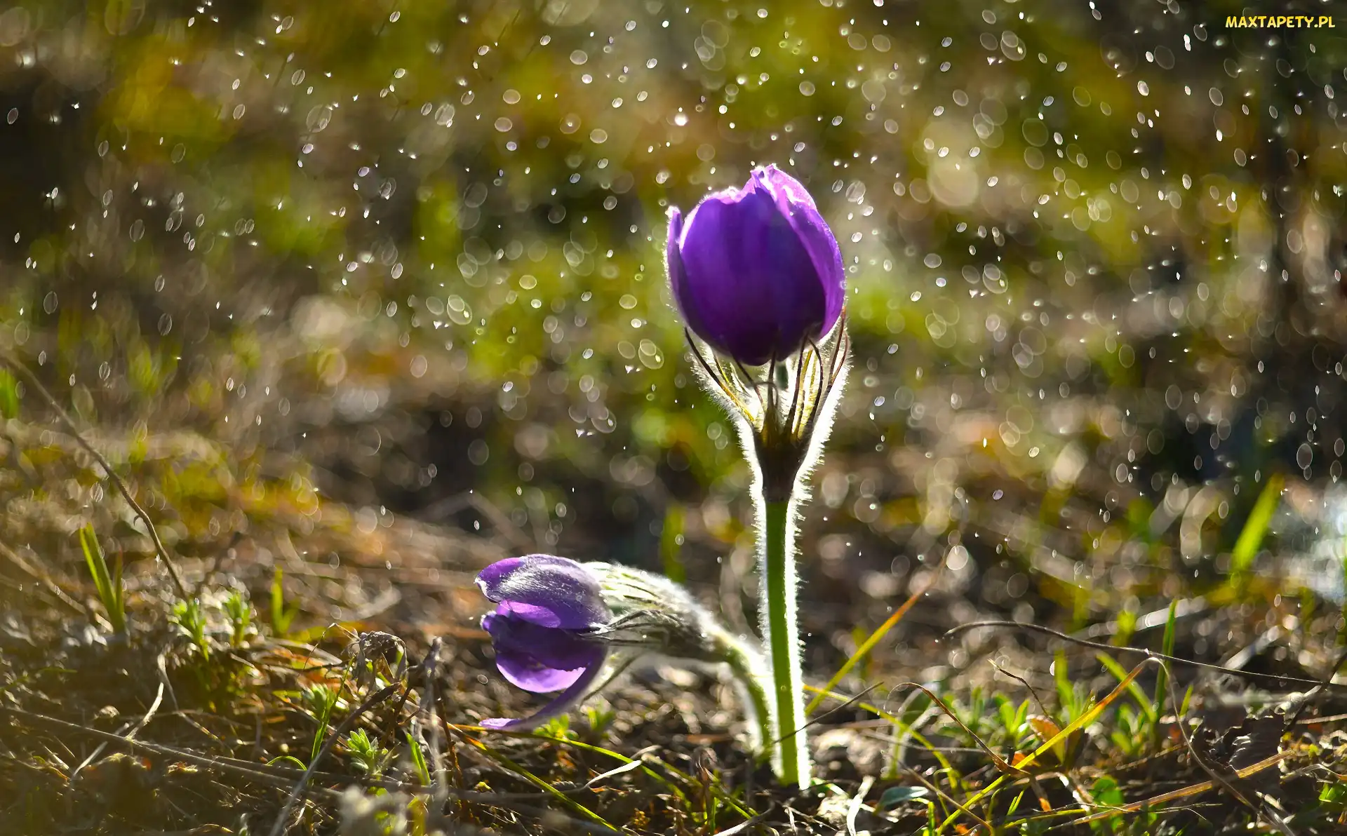 Sasanka, Bokeh, Kwiat