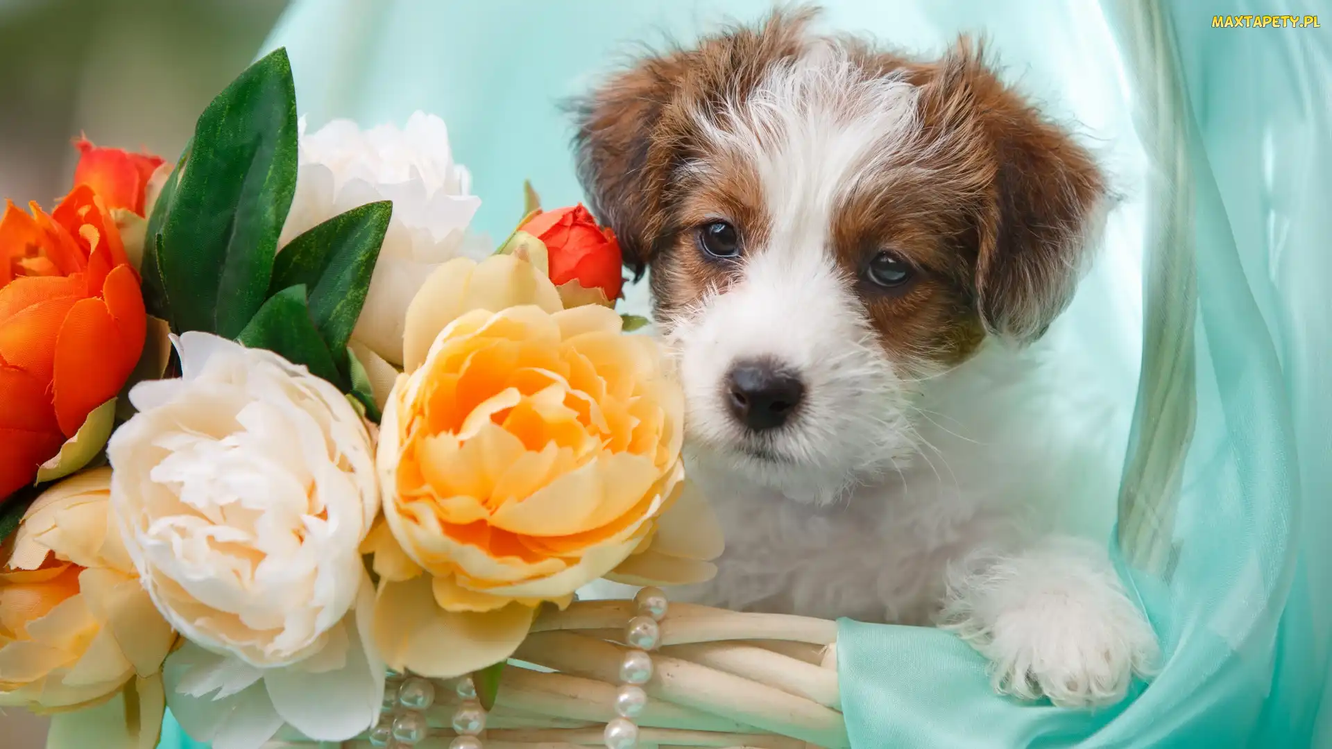 Kwiaty, Szczeniak, Pies, Jack Russell terrier