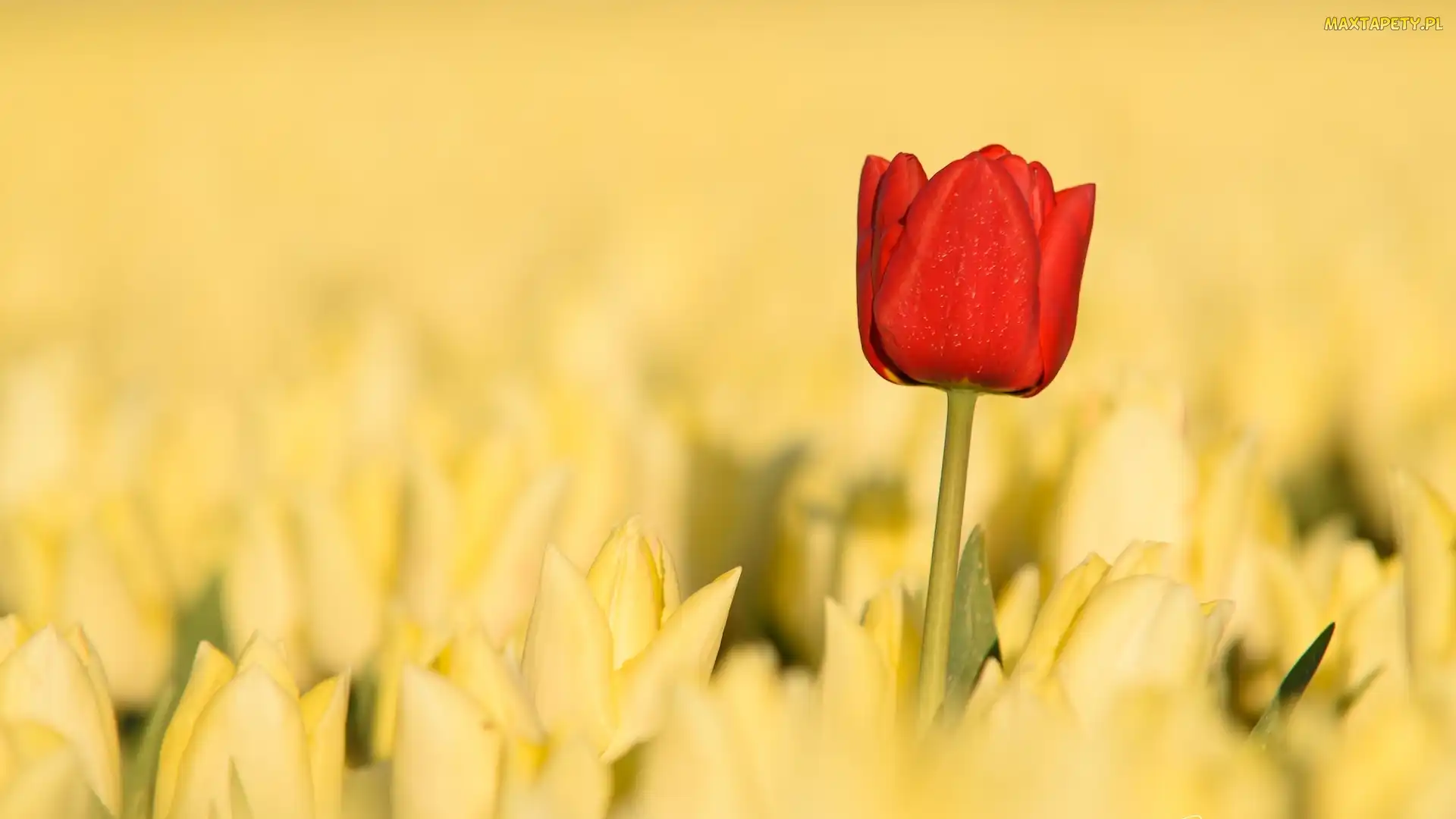 Czerwony, Tulipany, Żółte, Tulipan, Kwiaty