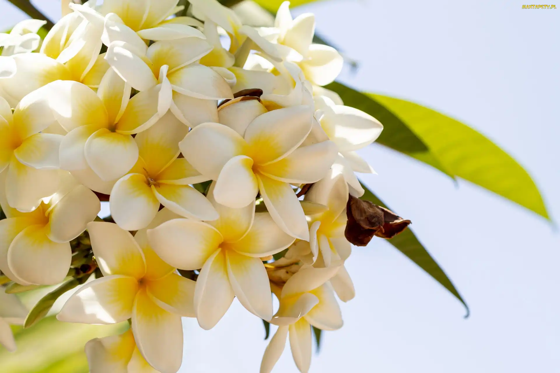 Plumeria, Gałązka, Kwiaty
