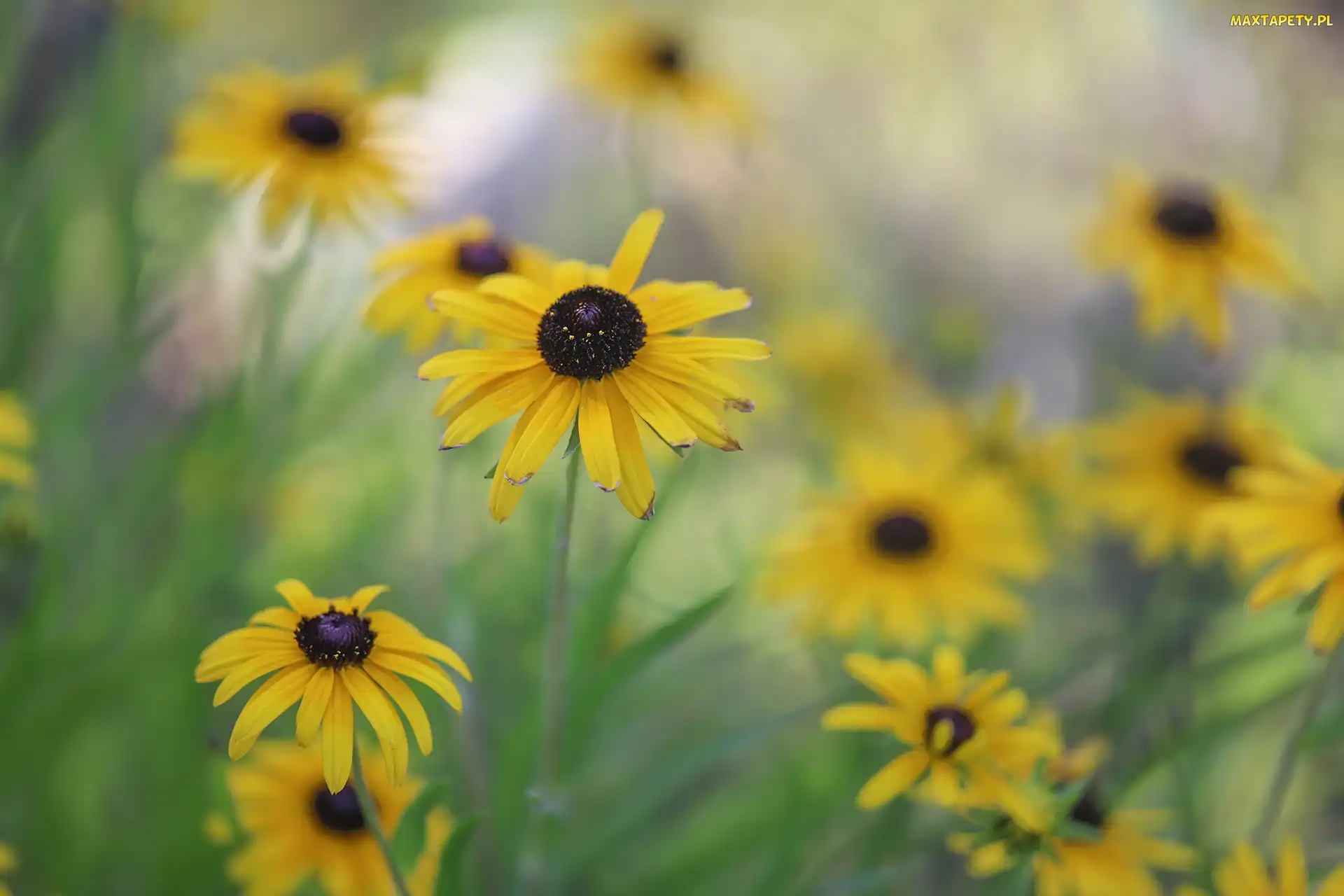 Rudbekia, Kwiaty, Żółte