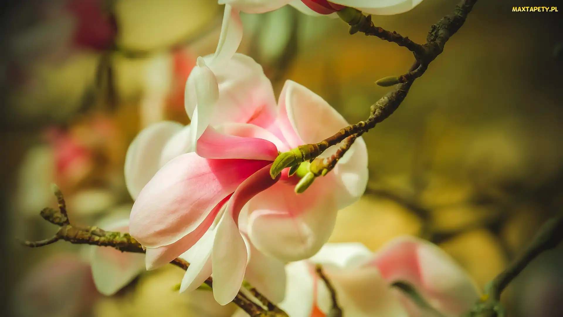 Magnolia, Kwiat, Gałązka, Kwitnący