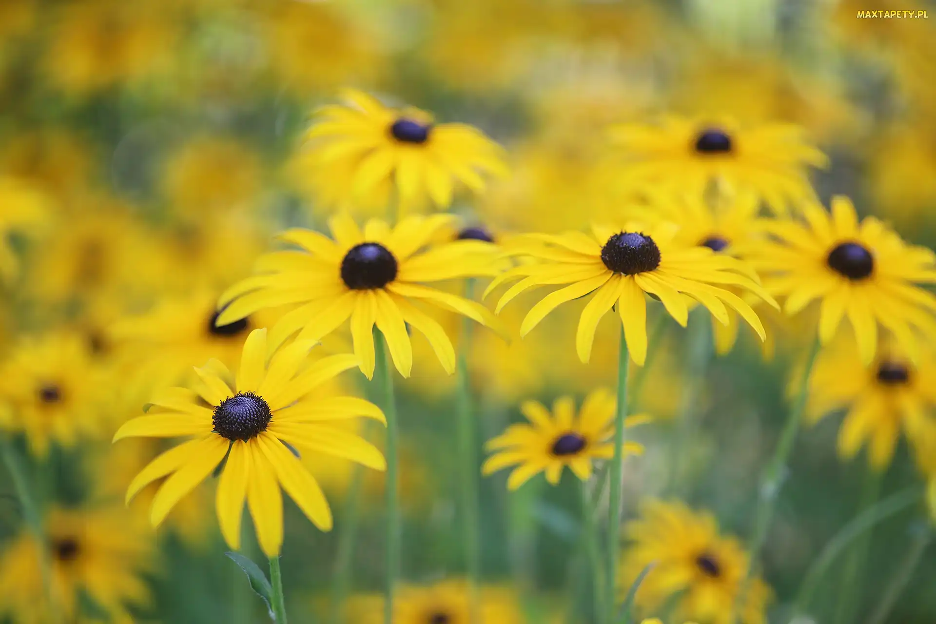 Rozmyte tło, Kwiaty, Rudbekia, Żółte