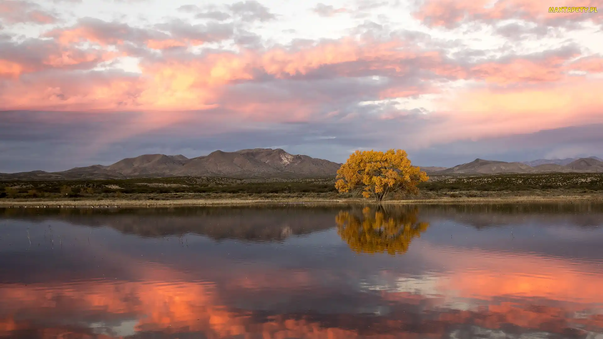 Stany Zjednoczone, Wschód słońca, Góry, Nowy Meksyk, Drzewo, Jesień, Topola kanadyjska, Rezerwat przyrody, Rzeka Rio Grande, Bosque Del Apache
