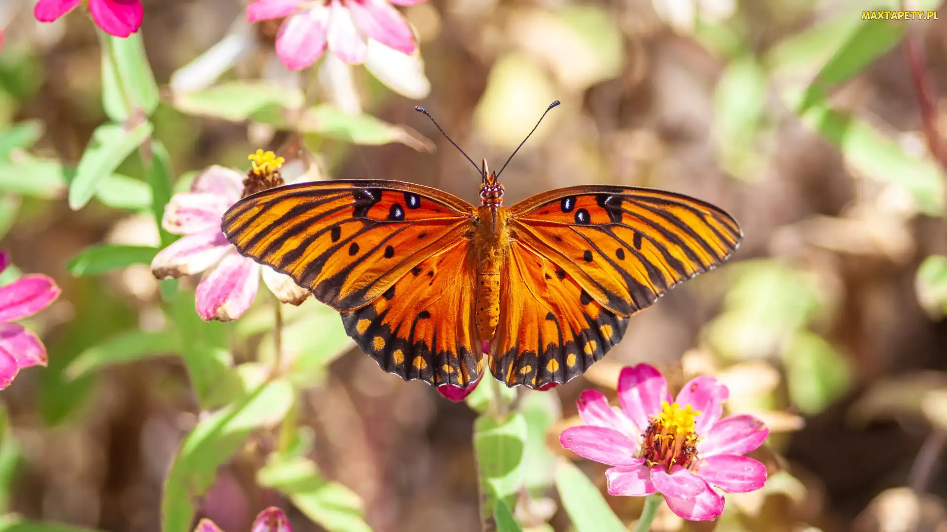 Agraulis vanillae, Kwiaty, Motyl