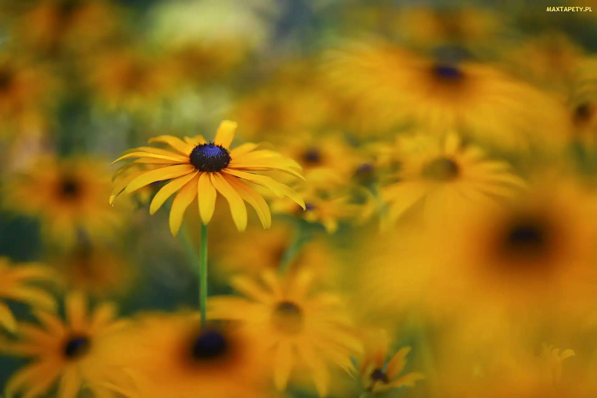 Rudbekie, Zbliżenie, Żółte