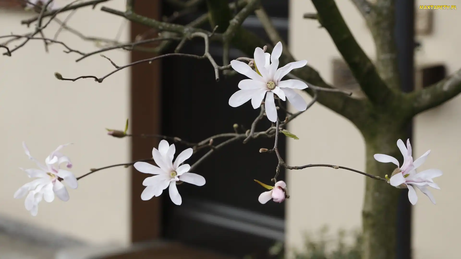 Gałęzie, Magnolia, Kwiaty, Białe, Drzewo